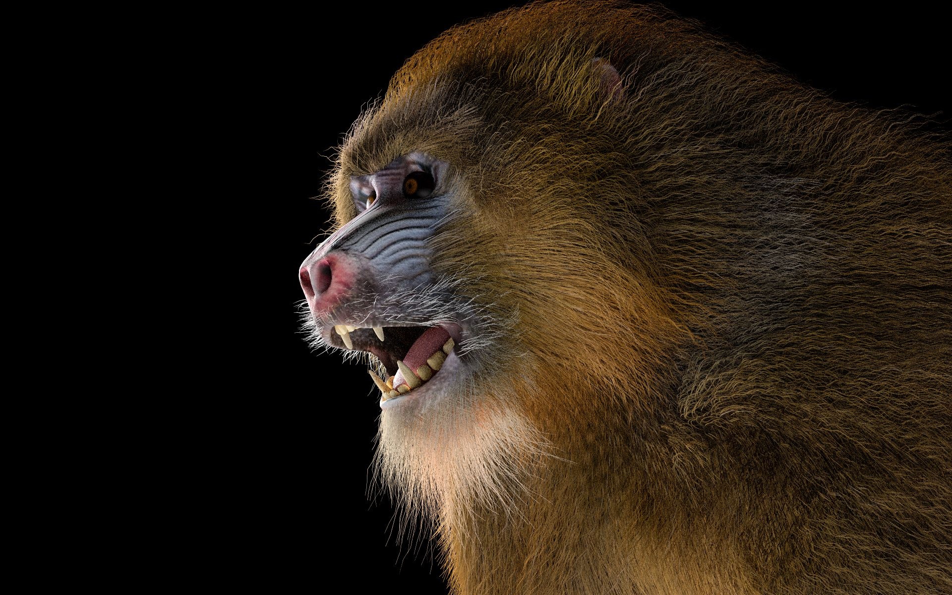 Baboon 3D model, Detailed animal rendering, Baboon fur and hair, Animal world, 1920x1200 HD Desktop