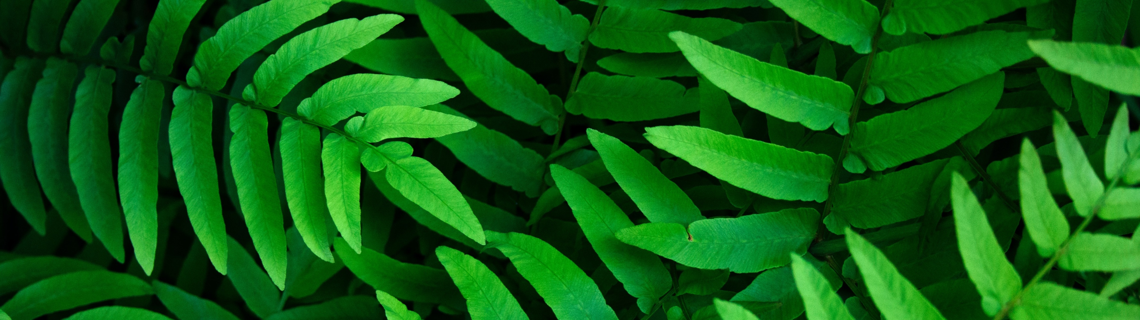 Green Leaf, Green leaves wallpaper, Ferns leaf background, Spring closeup, 3840x1080 Dual Screen Desktop