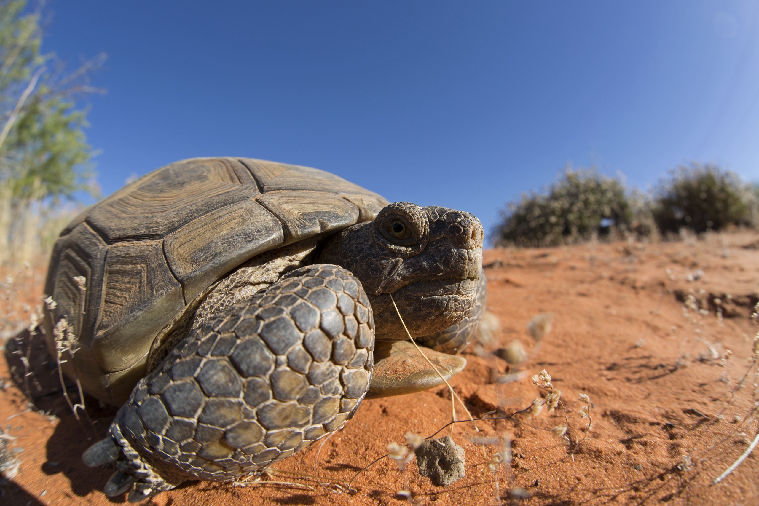 Tortoise wonders, Nature's living relics, Exquisite reptilian art, Wildlife photography, 2560x1710 HD Desktop