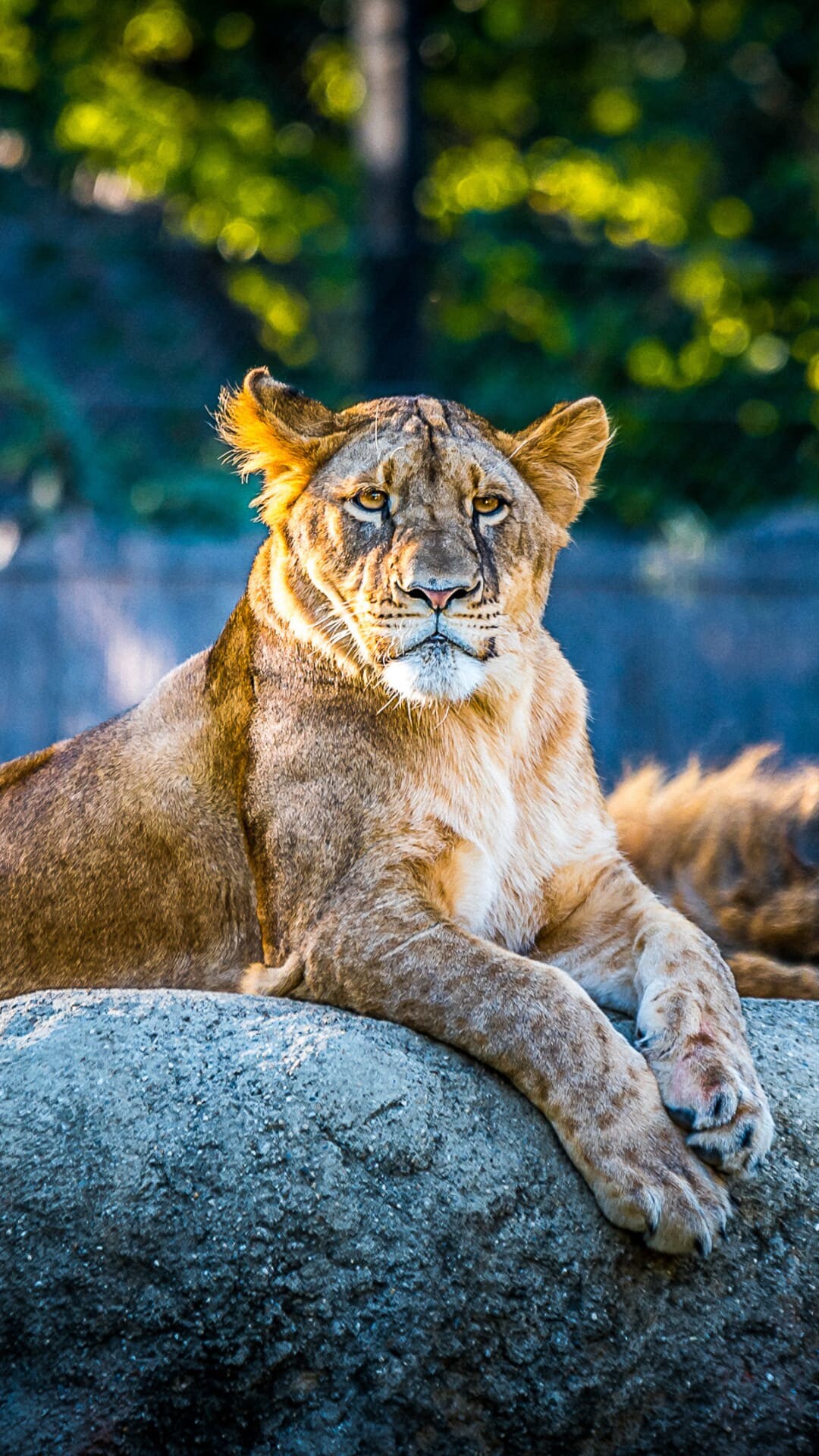 Female lion, Lions Wallpaper, 1080x1920 Full HD Phone