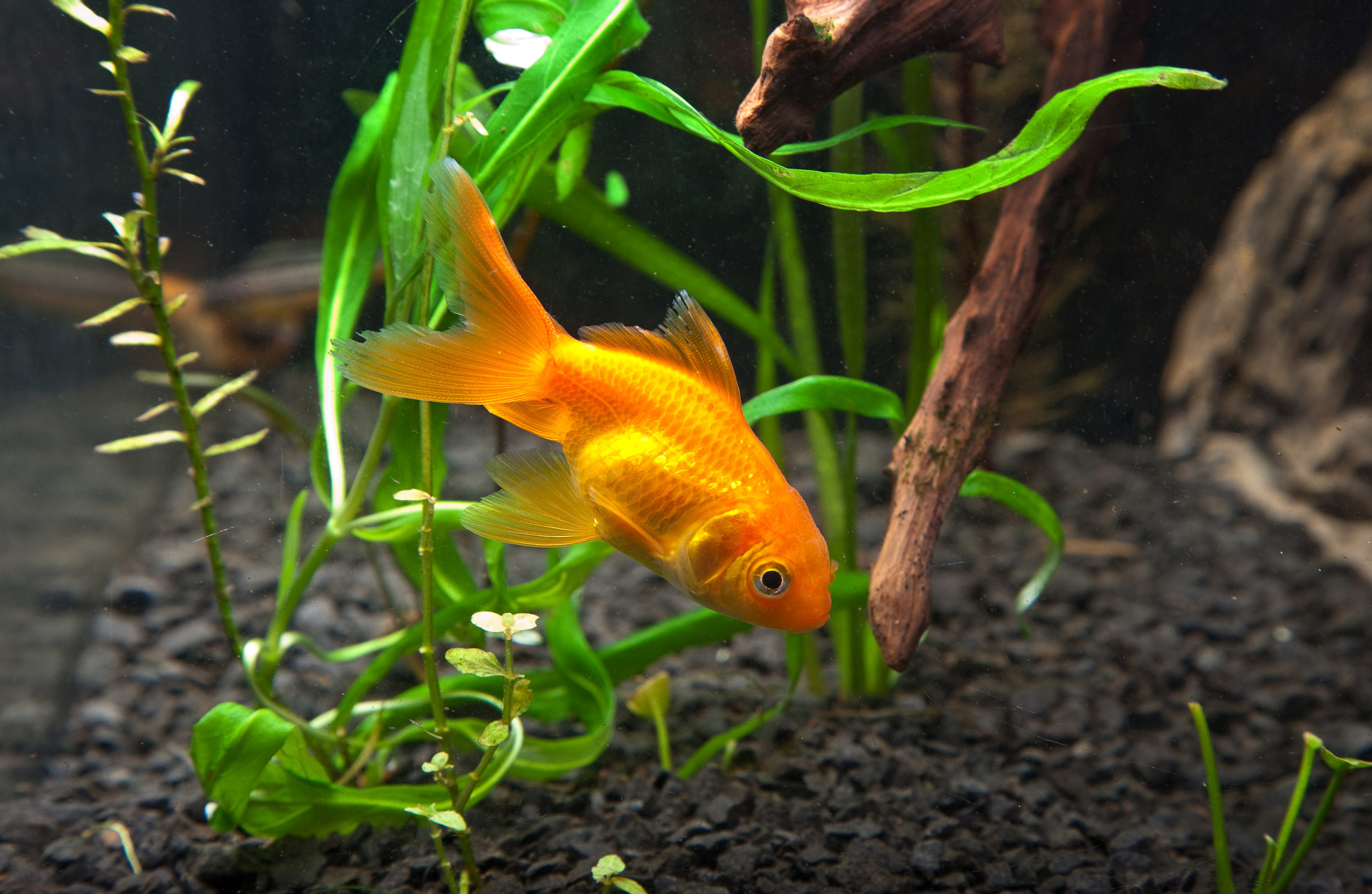 Goldfish, HD wallpapers, Background images, Aquatic beauty, 2690x1750 HD Desktop