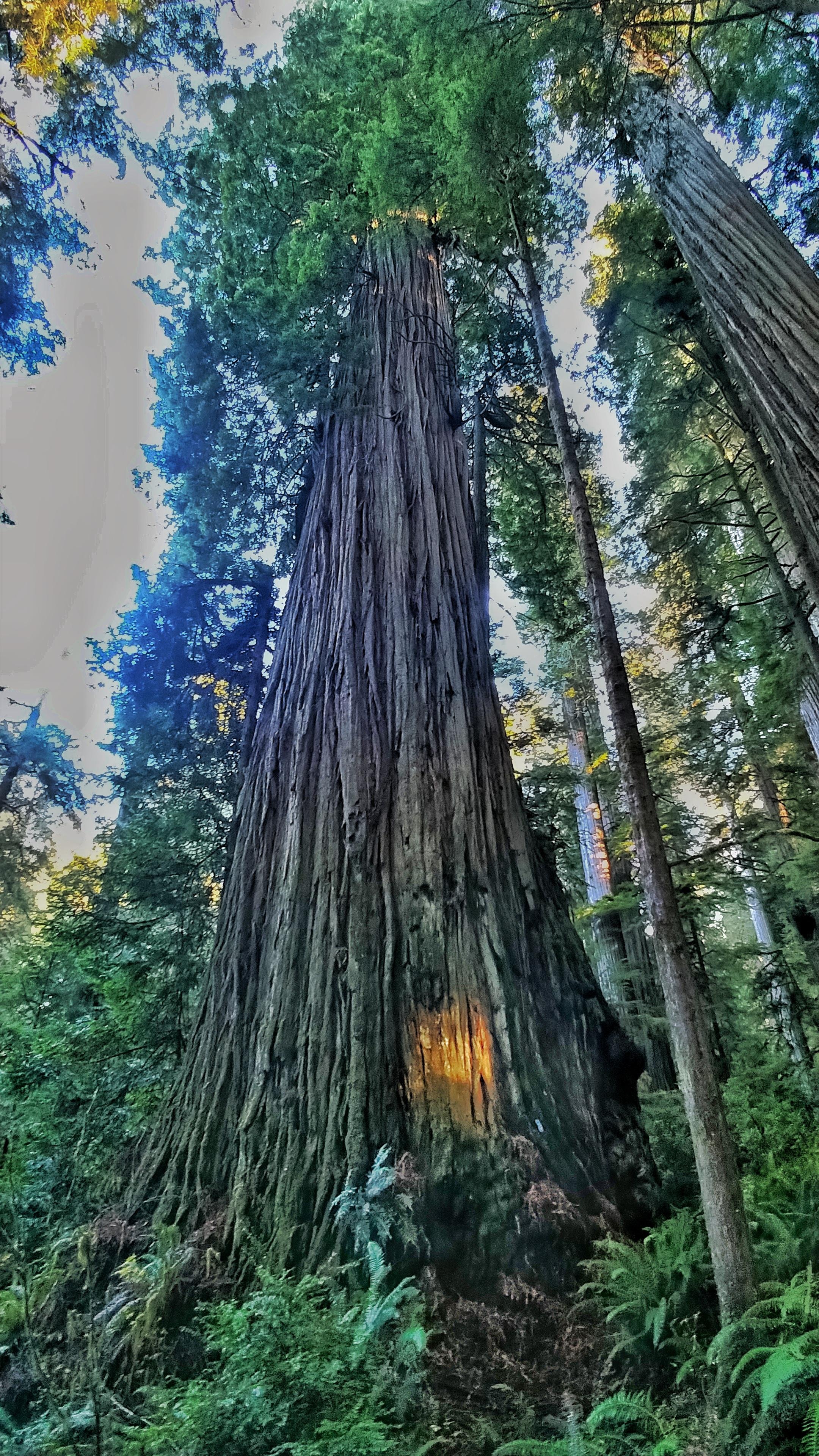 Unplanted redwoods, Coolest experience, Nature's marvel, Captivating beauty, 2160x3840 4K Phone