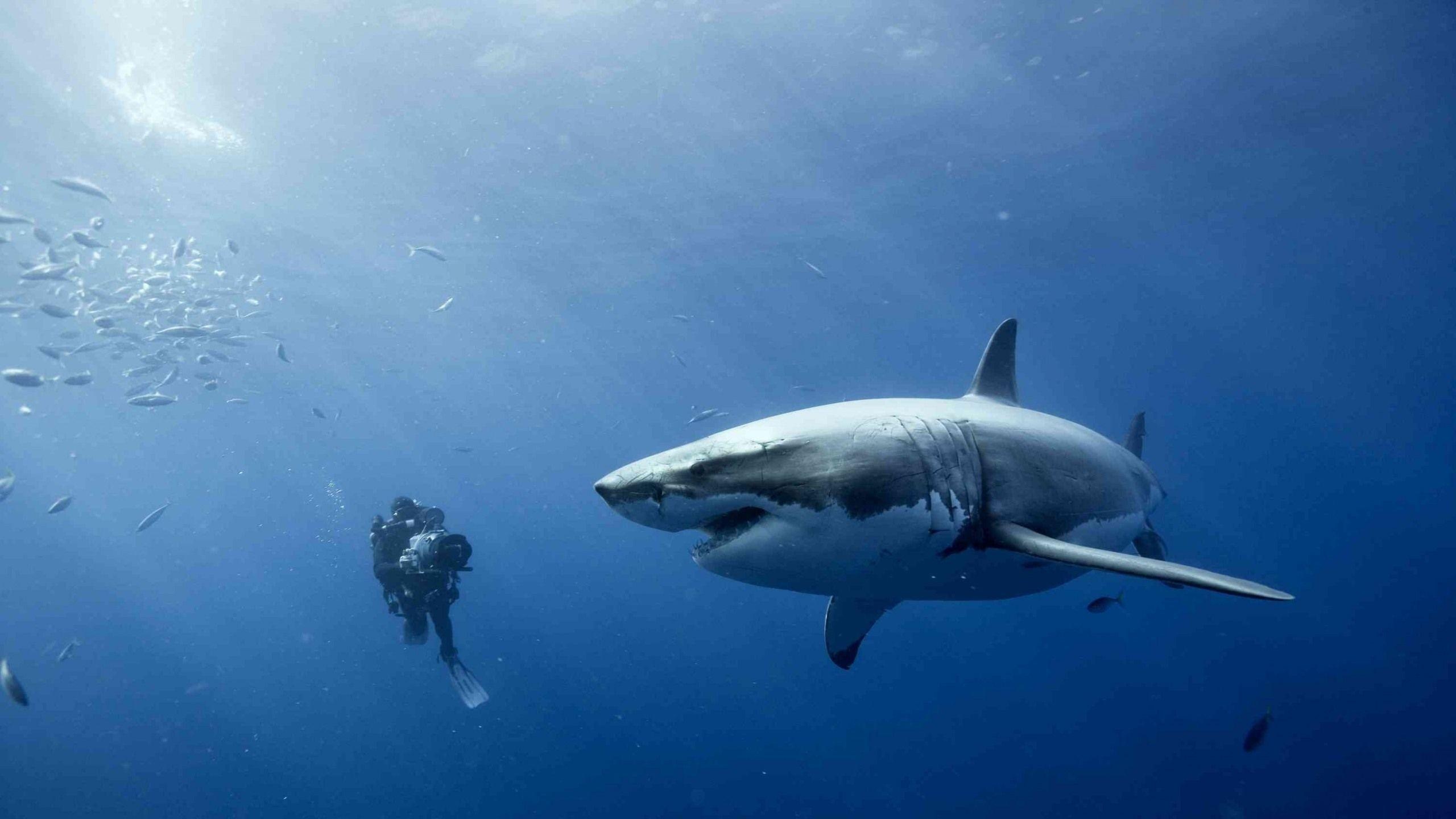 Diver, Great White Sharks Wallpaper, 2560x1440 HD Desktop