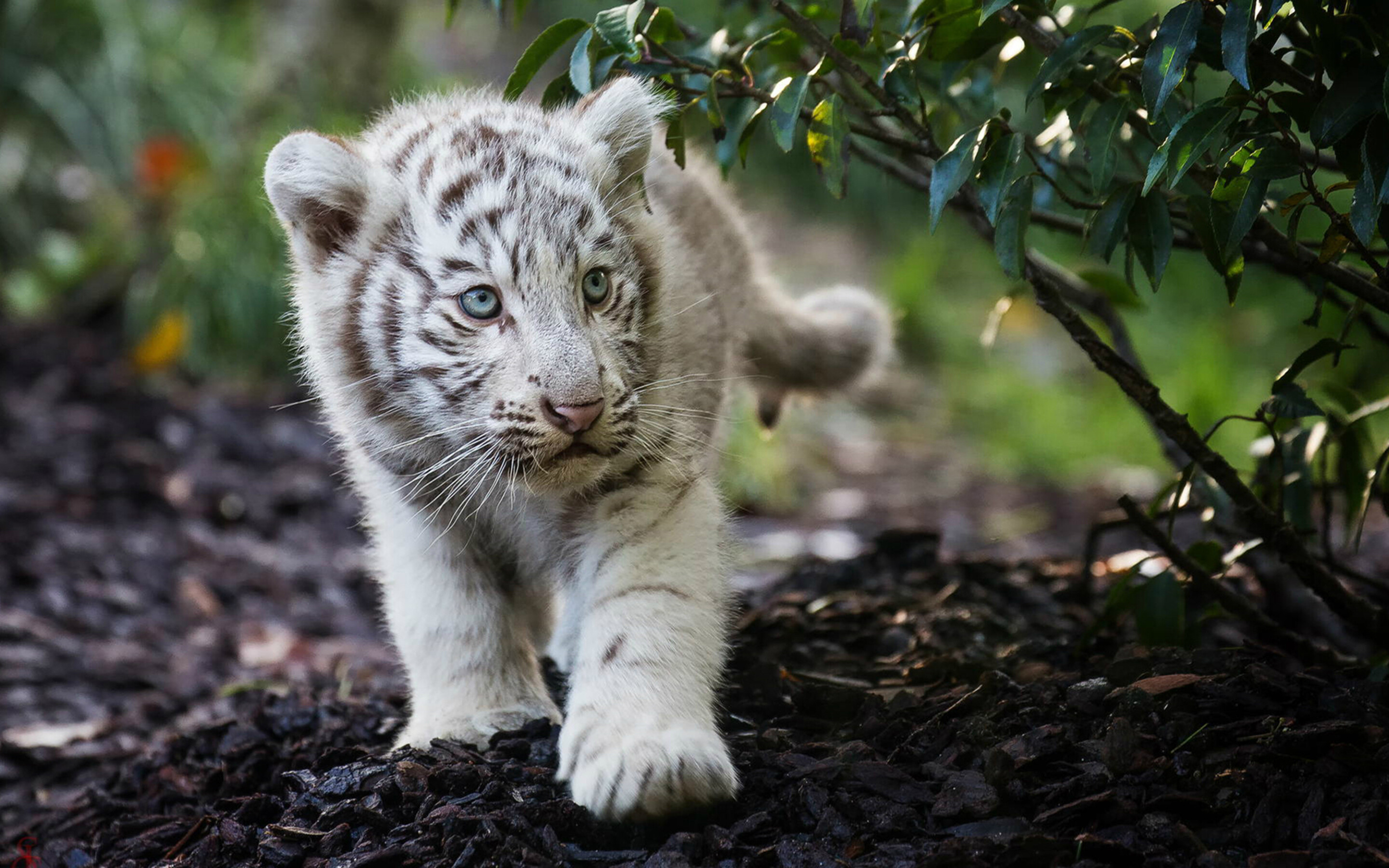 White, Tiger Cub Wallpaper, 2880x1800 HD Desktop