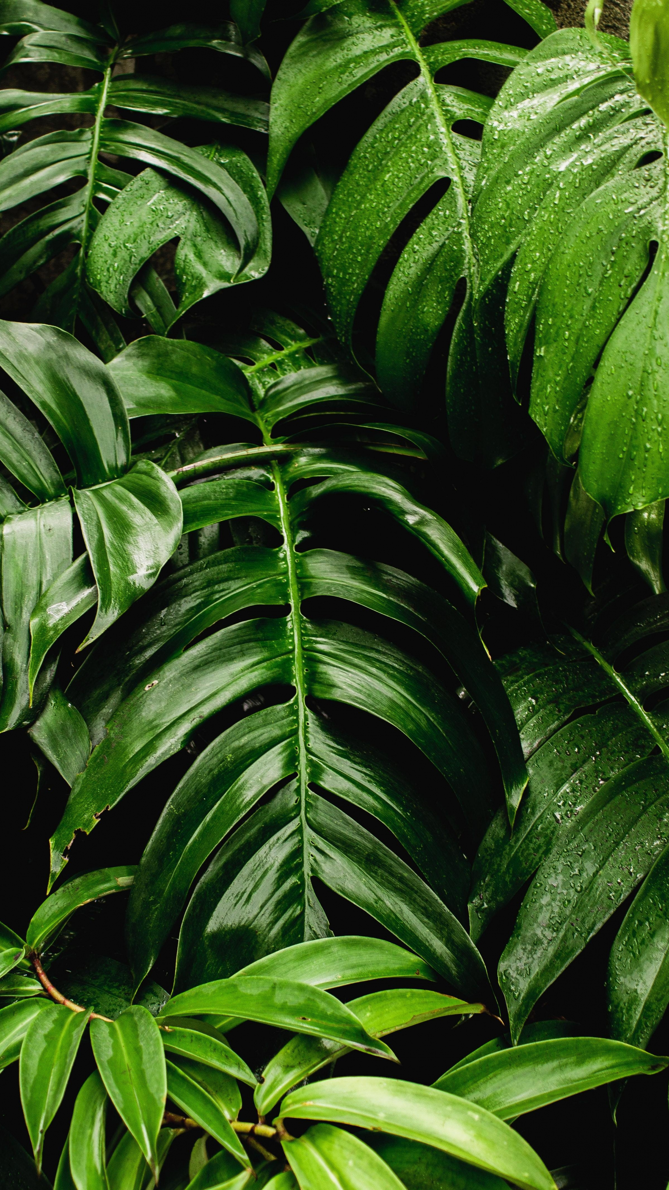 Fresh plants green leaf, Sony Xperia Z5 Premium, HD image background, 2160x3840 4K Phone