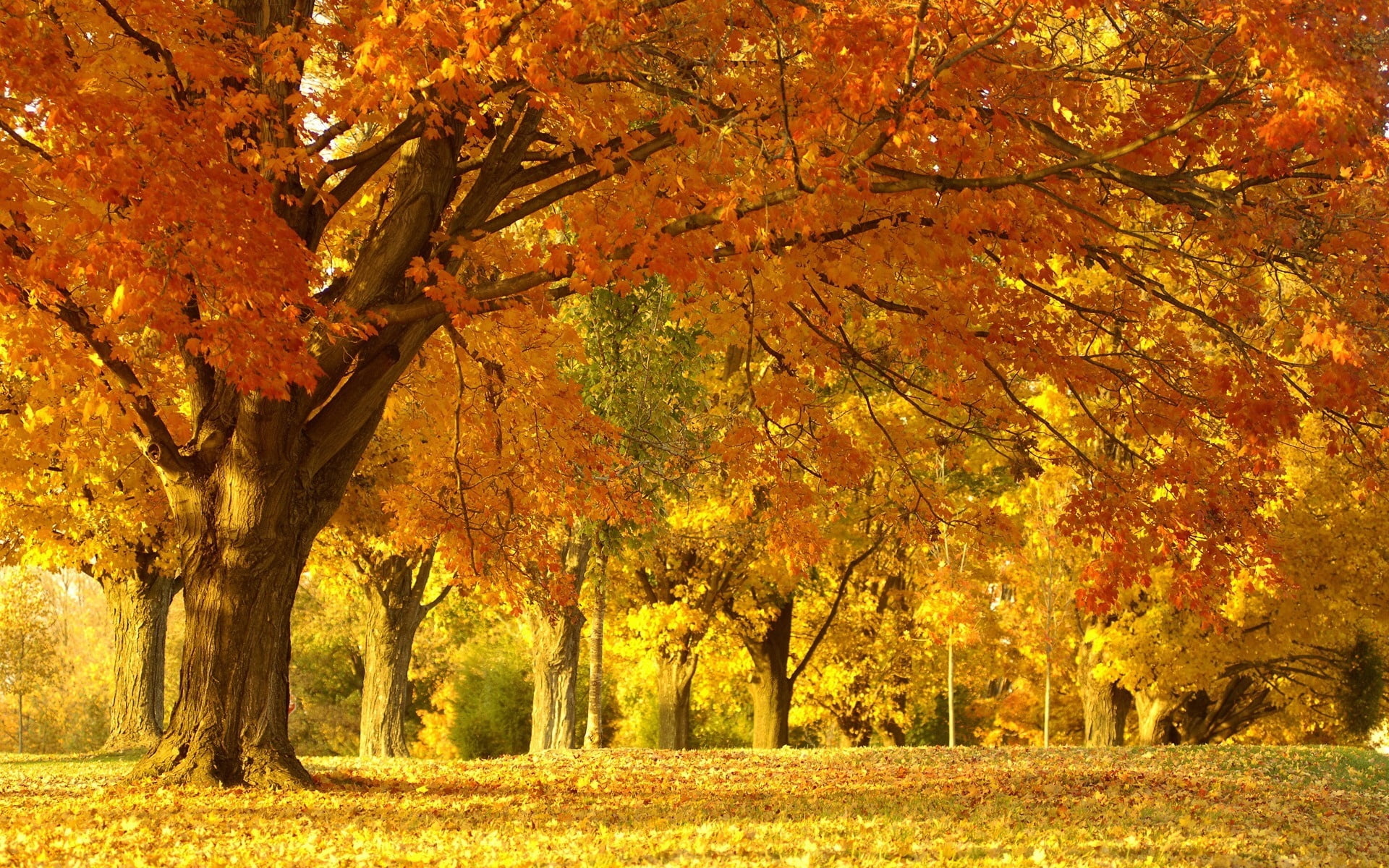 Maple tree in field, HD wallpaper, Nature, Tree, 1920x1200 HD Desktop