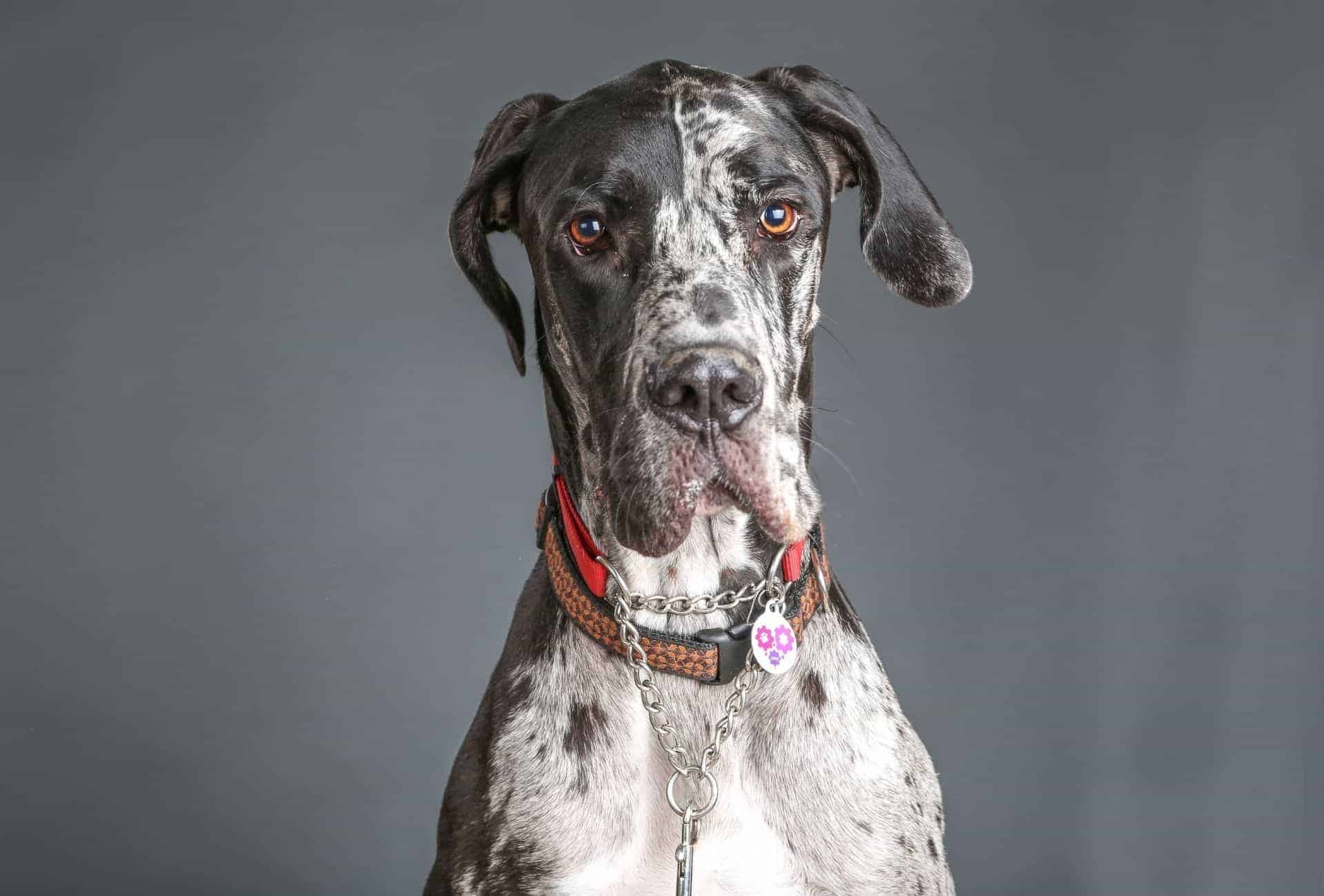 Great Dane, Growth chart, Puppy development, Size comparison, 1920x1300 HD Desktop