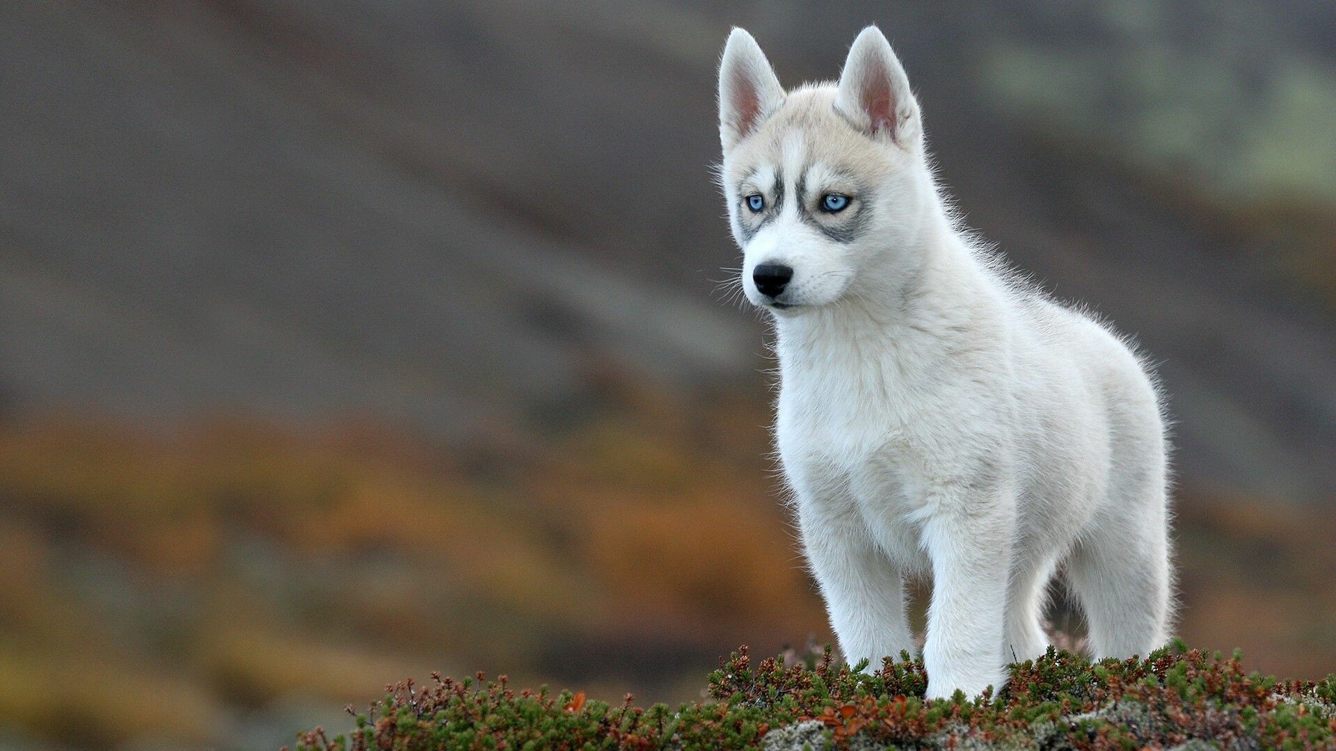 Siberian Husky, Puppy cuteness, Desktop backgrounds, Mobile wallpapers, 1920x1080 Full HD Desktop