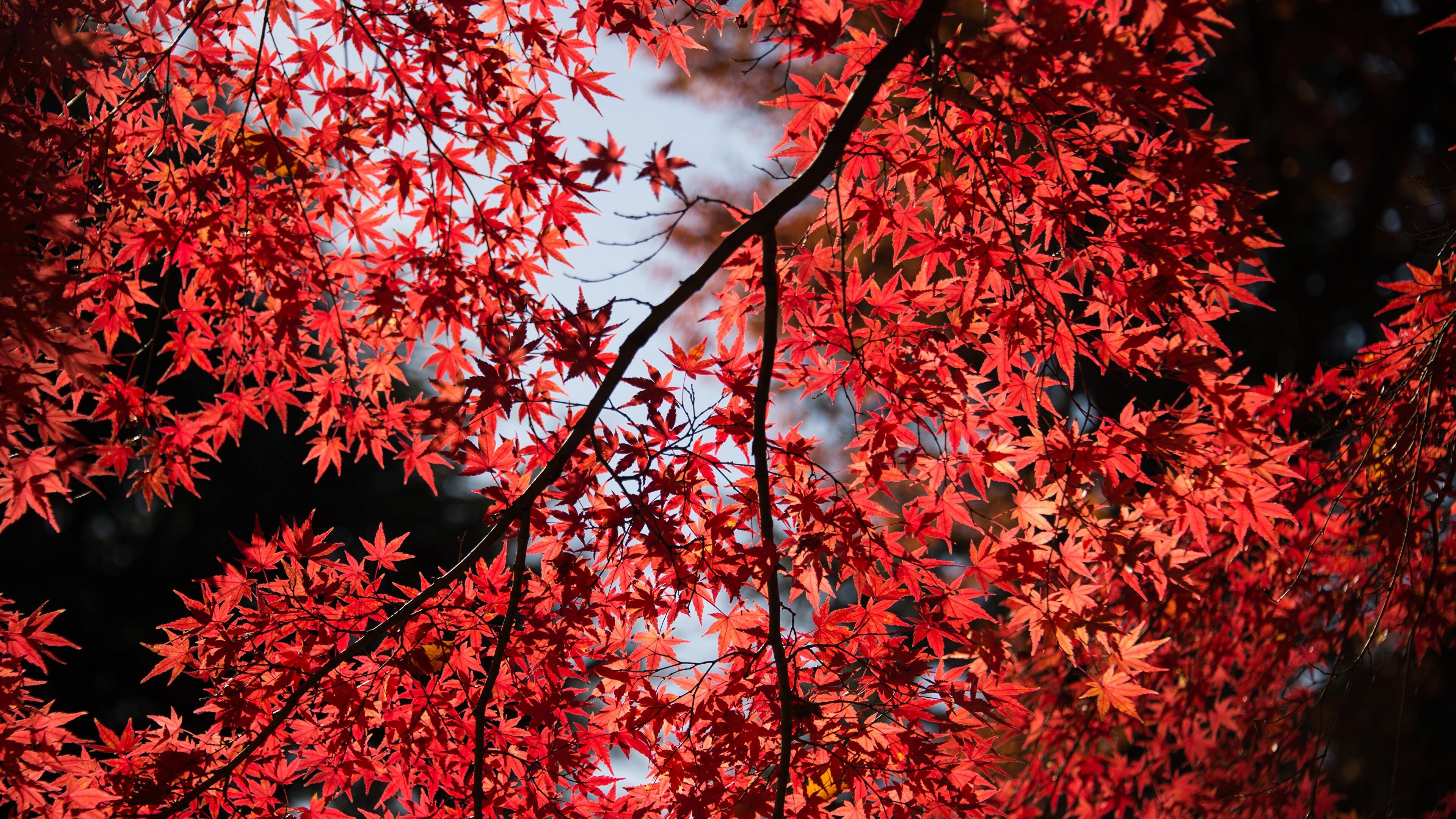 Japanese maple, Maple Leaves Wallpaper, 3840x2160 4K Desktop