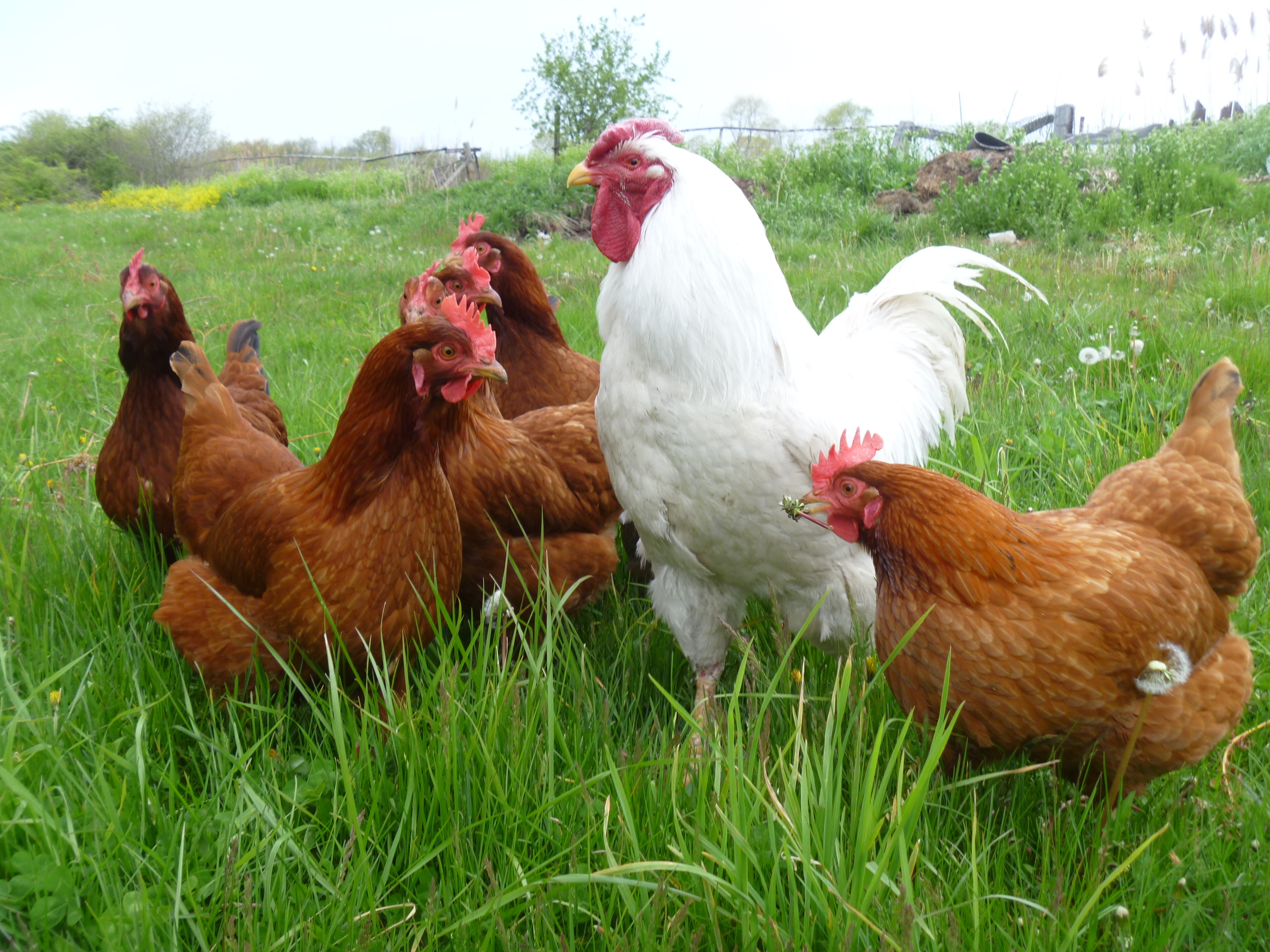 Hen (Animals), Hen beak close-up, Animal photography, Chicken, 2560x1920 HD Desktop