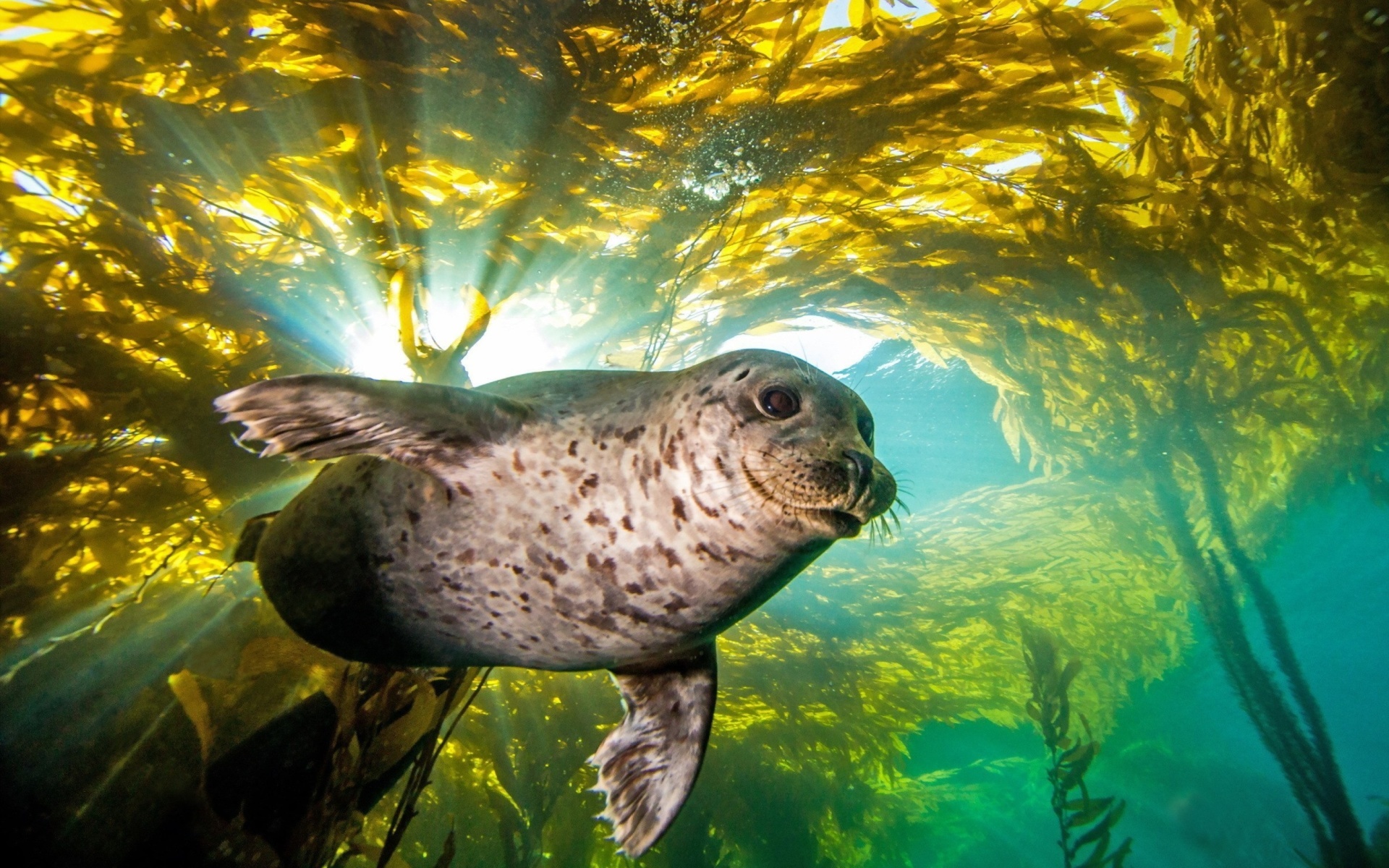 Adorable seal pup, Wide-screen delight, Pleasing visuals, Desktop treasure, 1920x1200 HD Desktop