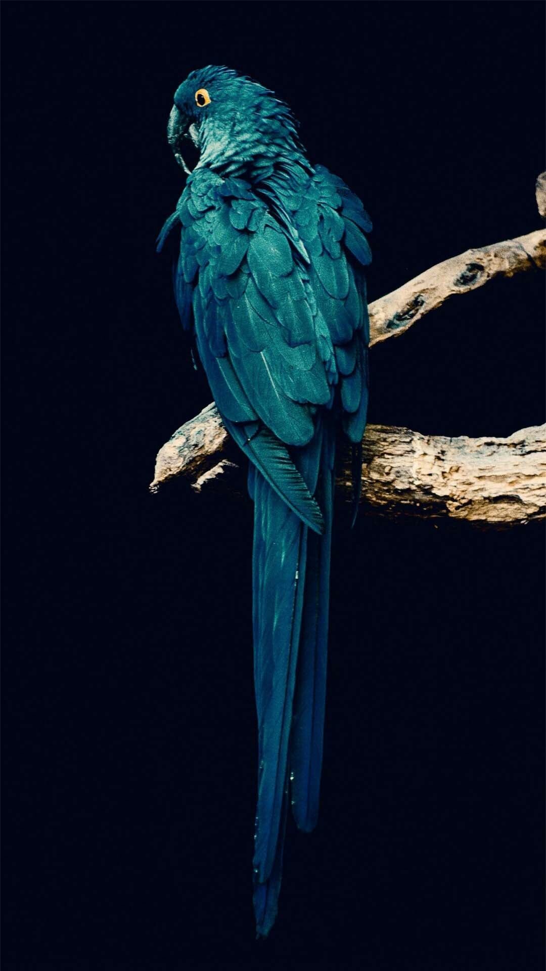 Parrot iPhone wallpapers, Parrot iPhone backgrounds, 1080x1920 Full HD Phone