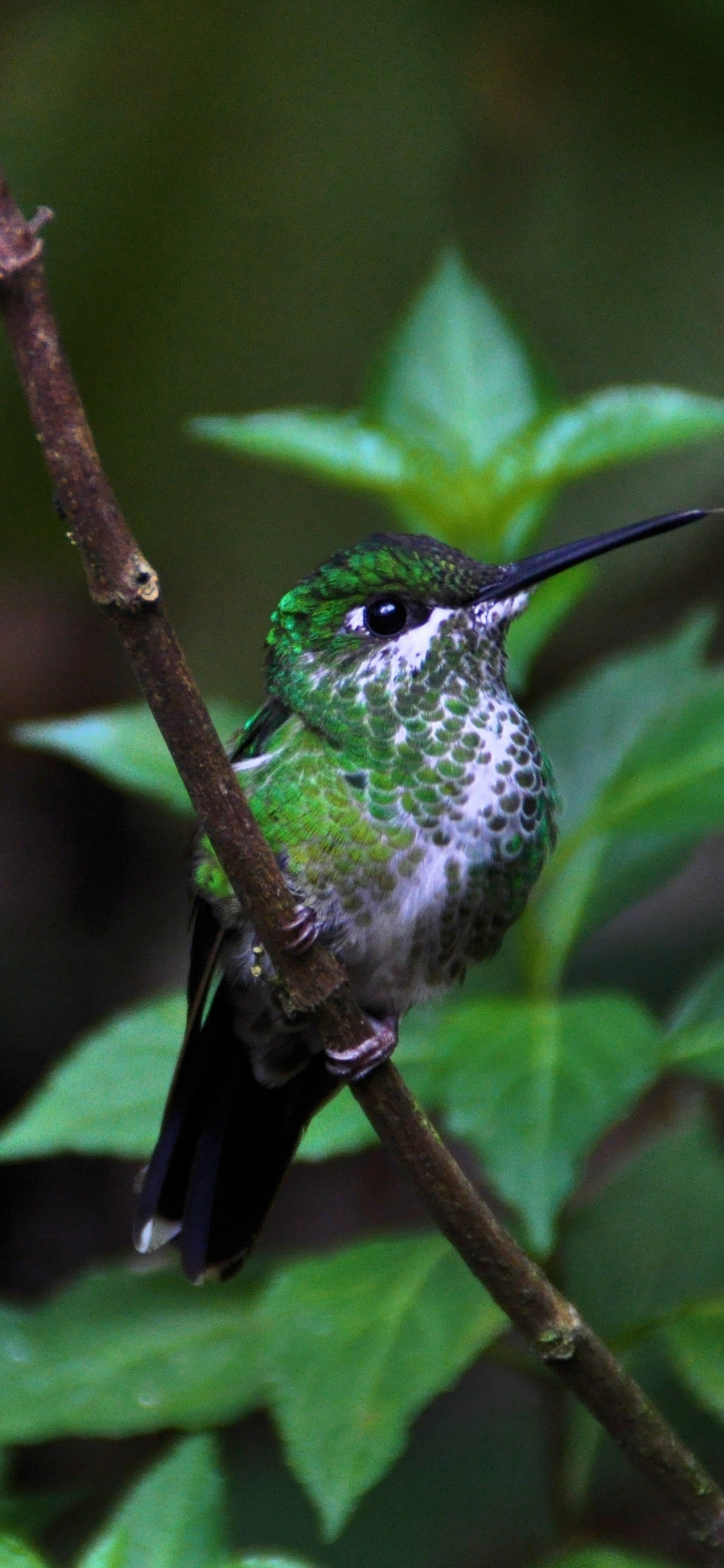 Green-crowned Brilliant, Hummingbirds Wallpaper, 1130x2440 HD Phone