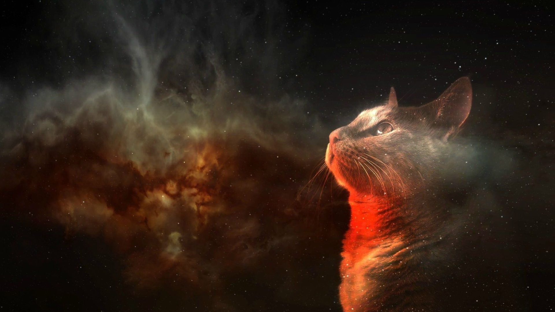 Nebula, Galaxy Cat Wallpaper, 1920x1080 Full HD Desktop