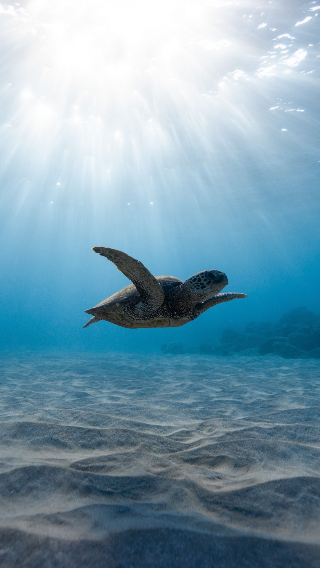 Sea turtle, Biology Wallpaper, 1080x1920 Full HD Phone