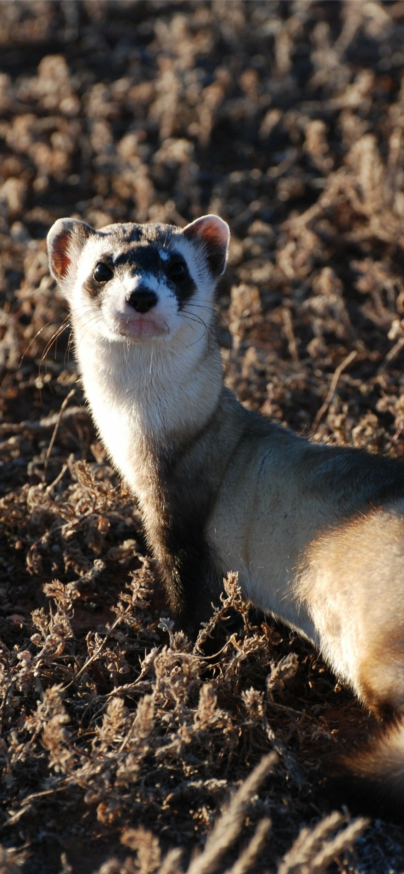 Mischievous ferret, Furry friend, Adorable poses, Cute expressions, 1290x2780 HD Phone