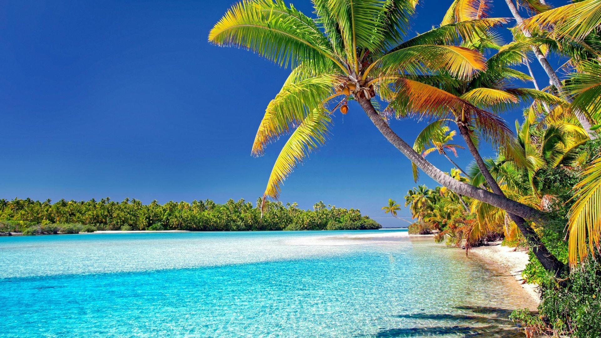 Cook Islands getaway, Sunny beach day, Palm tree paradise, Captivating beauty, 1920x1080 Full HD Desktop