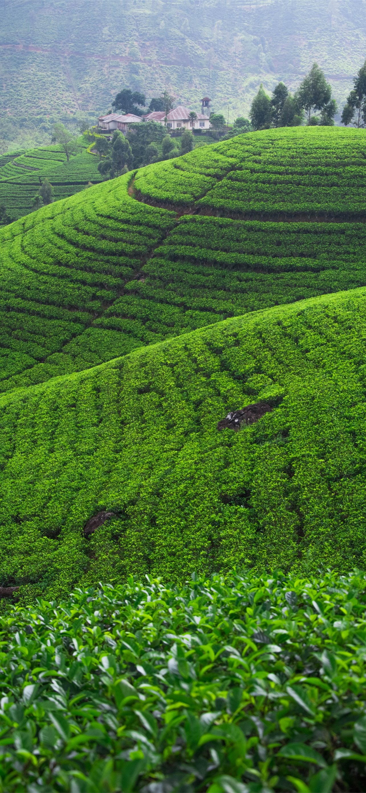 Nuwara Eliya Nature Hill Fields, Sri Lanka Wallpaper, 1290x2780 HD Phone