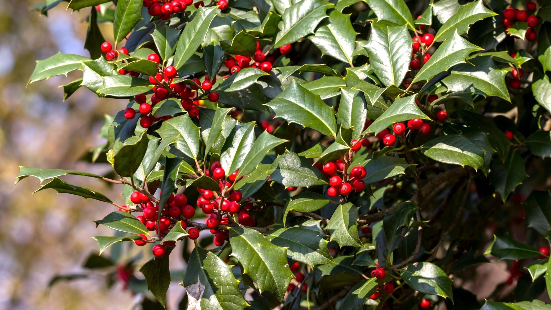 Holly Tree, American holly, Mystic icon, Arbor Day, 1920x1080 Full HD Desktop