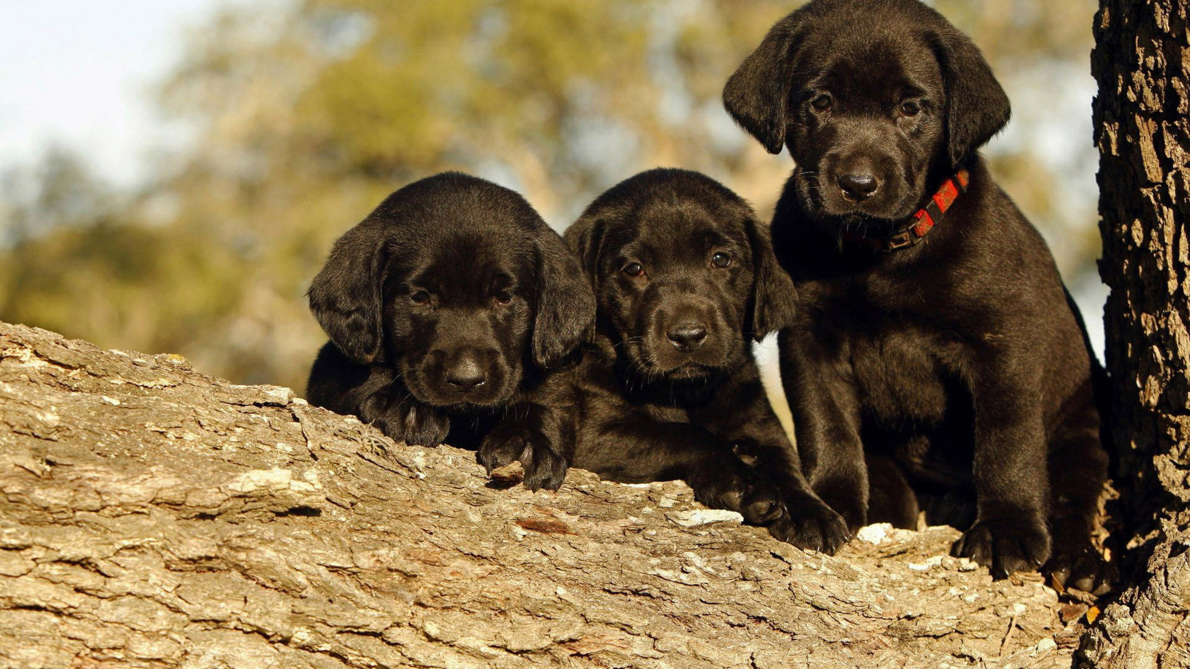 Black, Labrador Retriever Wallpaper, 3840x2160 4K Desktop