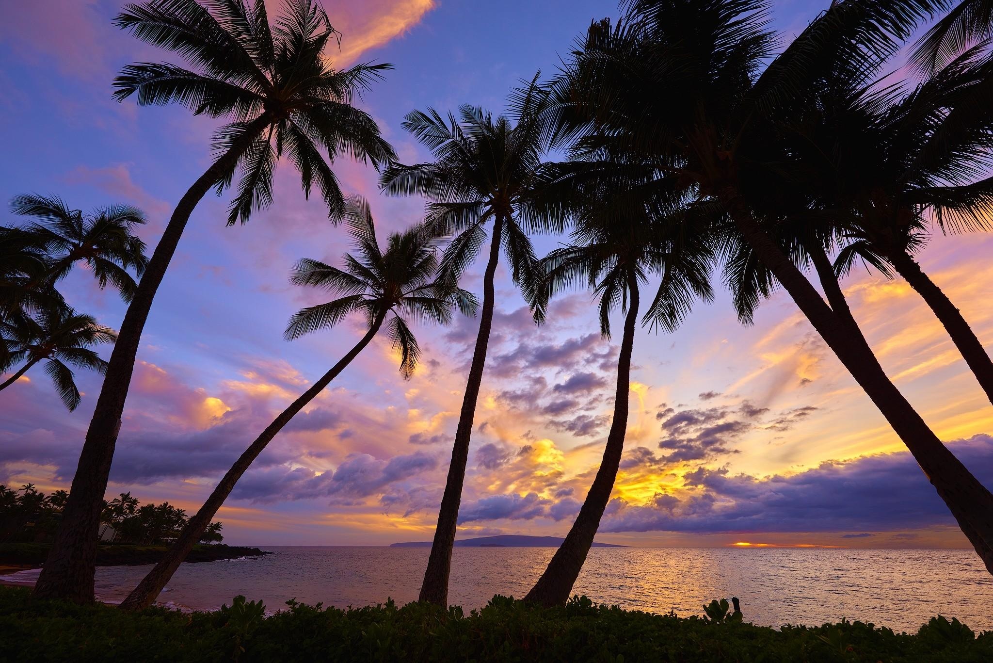 Palms, Scenery Wallpaper, 2050x1370 HD Desktop