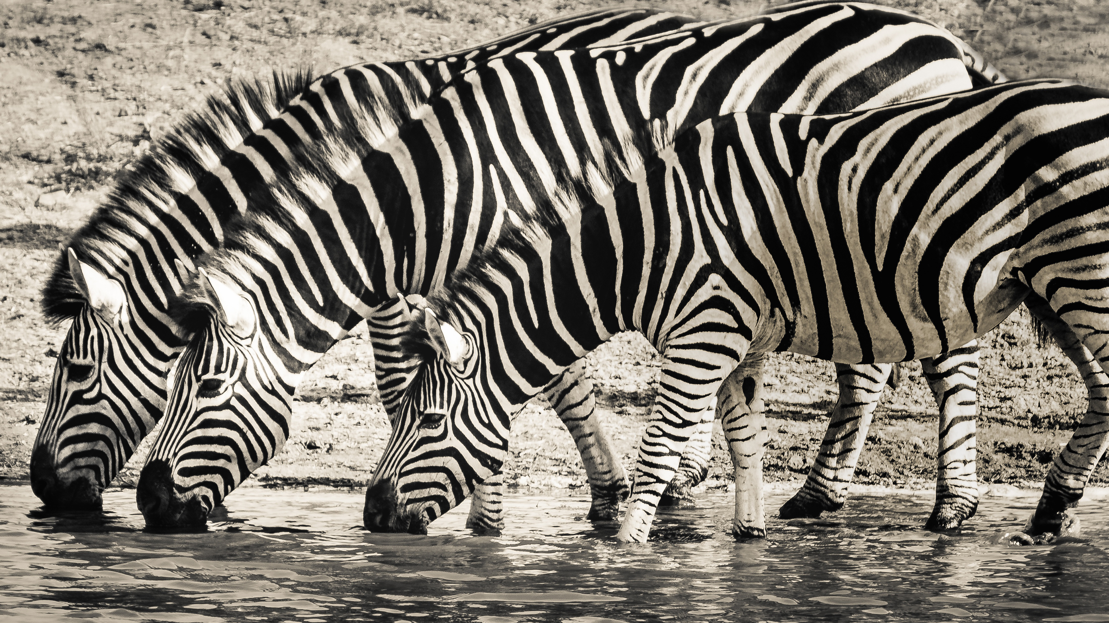 Thirsty zebras wallpaper, Chromebook wallpaper, Captivating animal imagery, Nature-themed desktop background, 3840x2160 4K Desktop