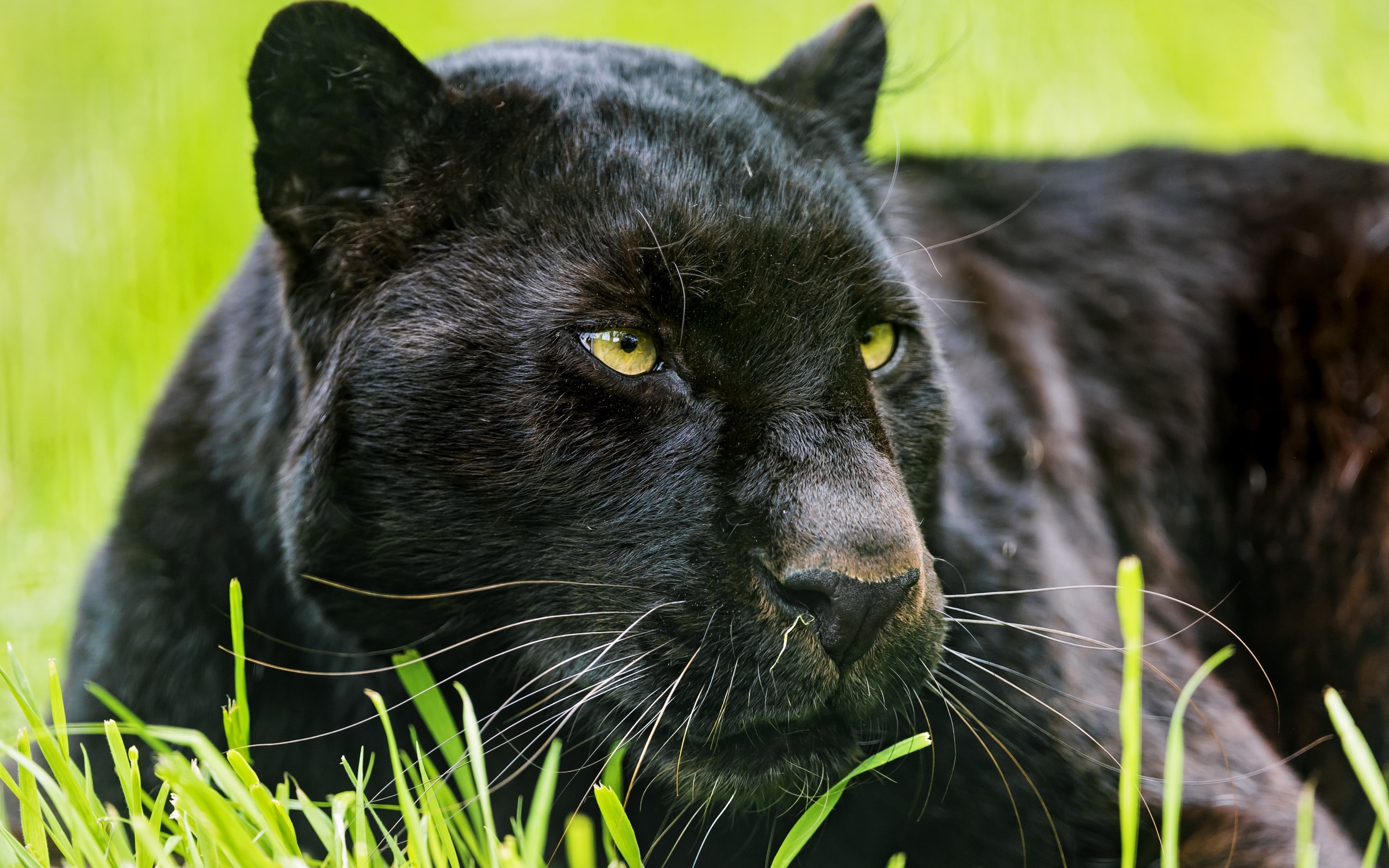 Black Panther, Animal, Wallpapers, Christopher, 2880x1800 HD Desktop