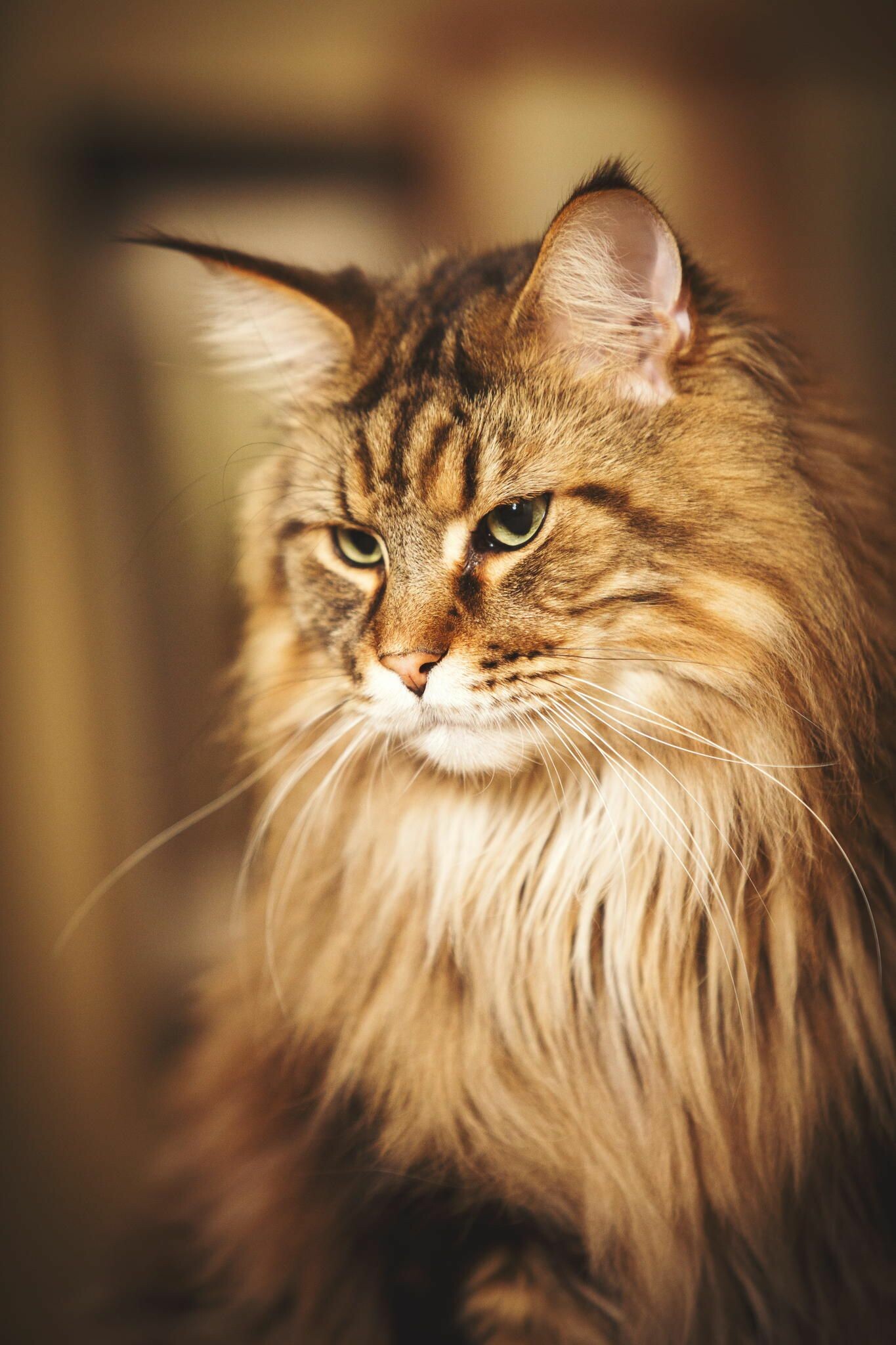 Chrissy Bapfel's work, Artistic profile, Pinterest showcase, Maine Coon fascination, 1370x2050 HD Phone