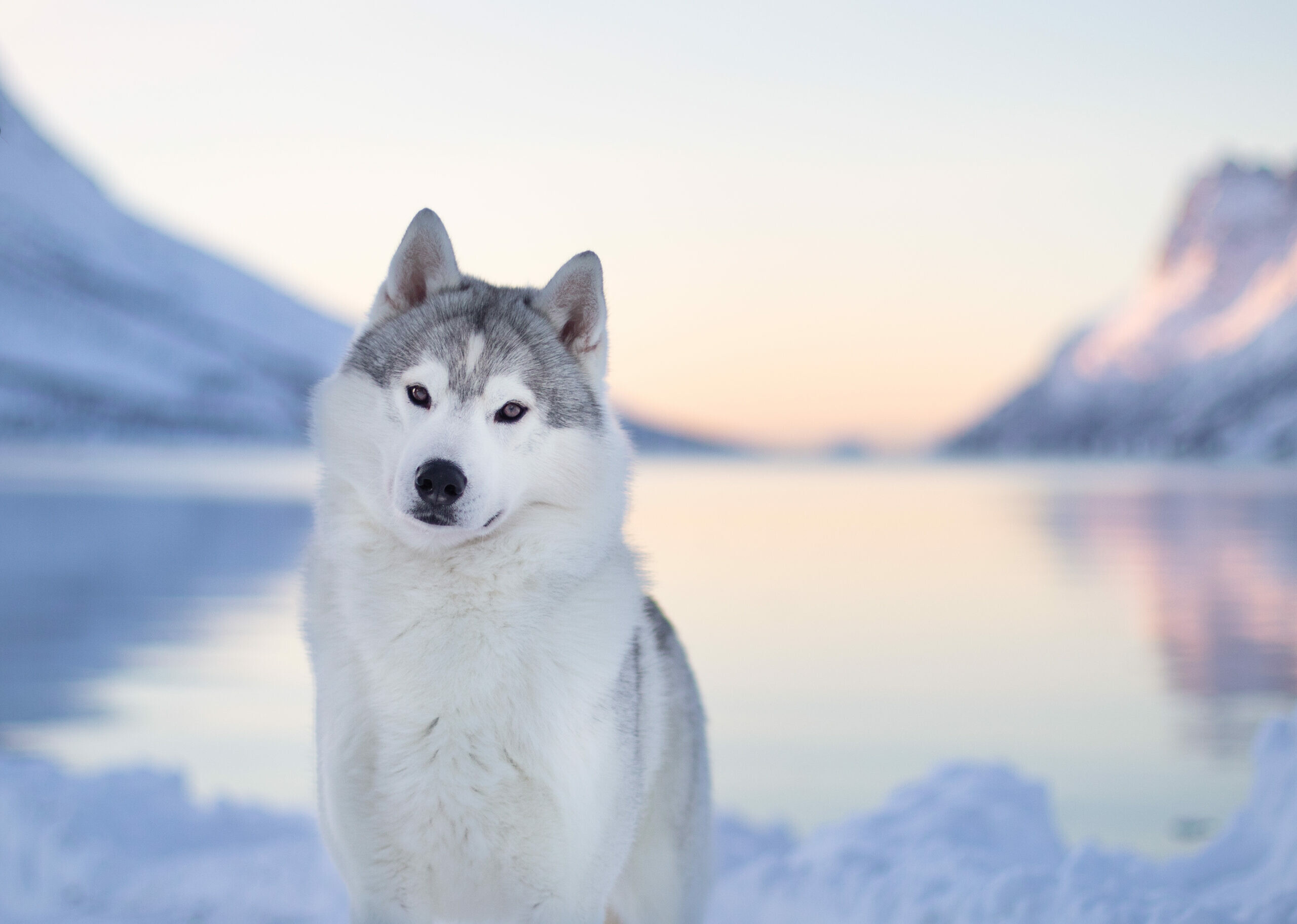 Siberian Husky, Photo session, Commercial photography, Tuss u0026 Tass, 2560x1830 HD Desktop