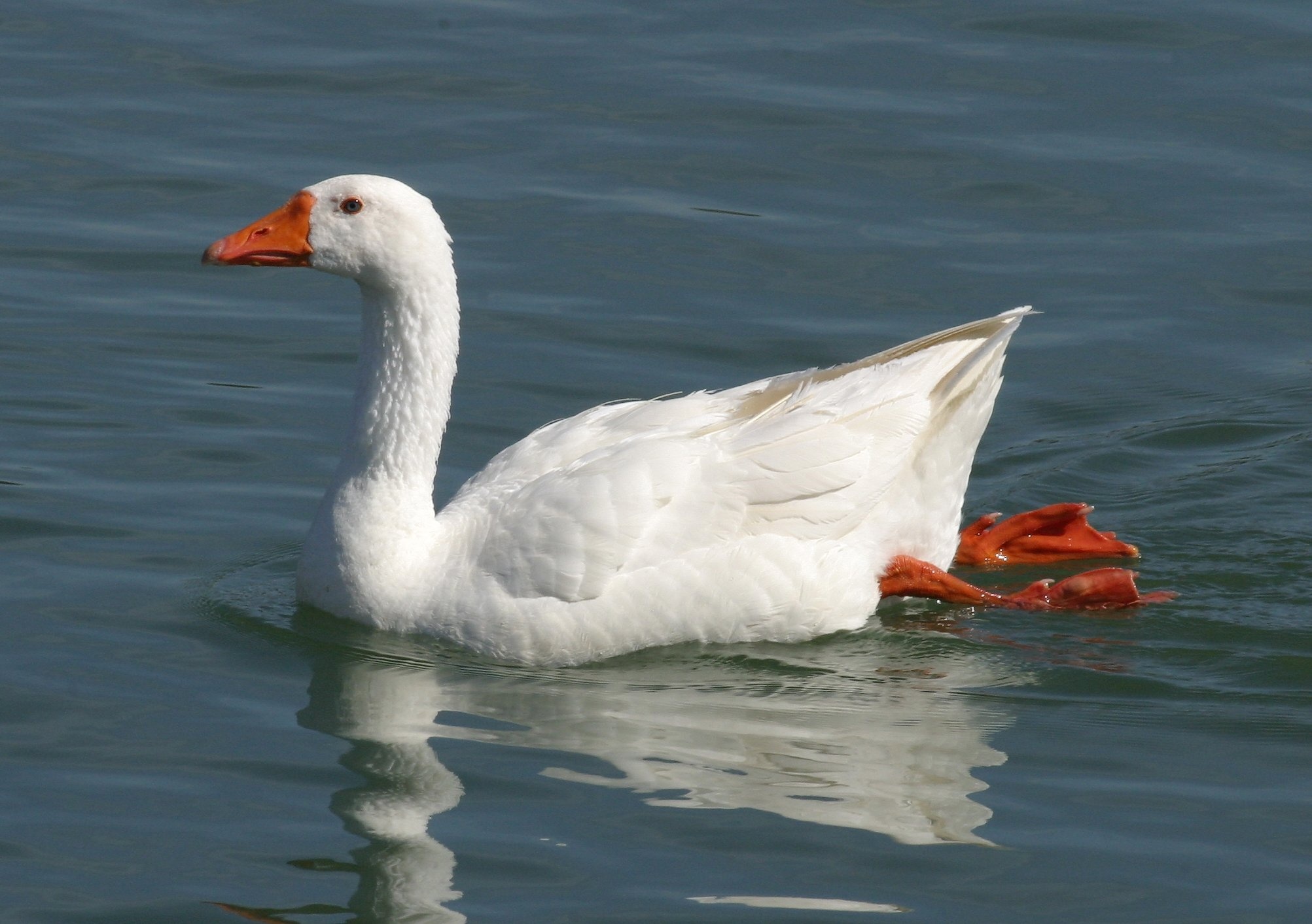 Greylag Goose backgrounds, HD wallpapers, Baltana collection, Detailed feathers, 2010x1420 HD Desktop