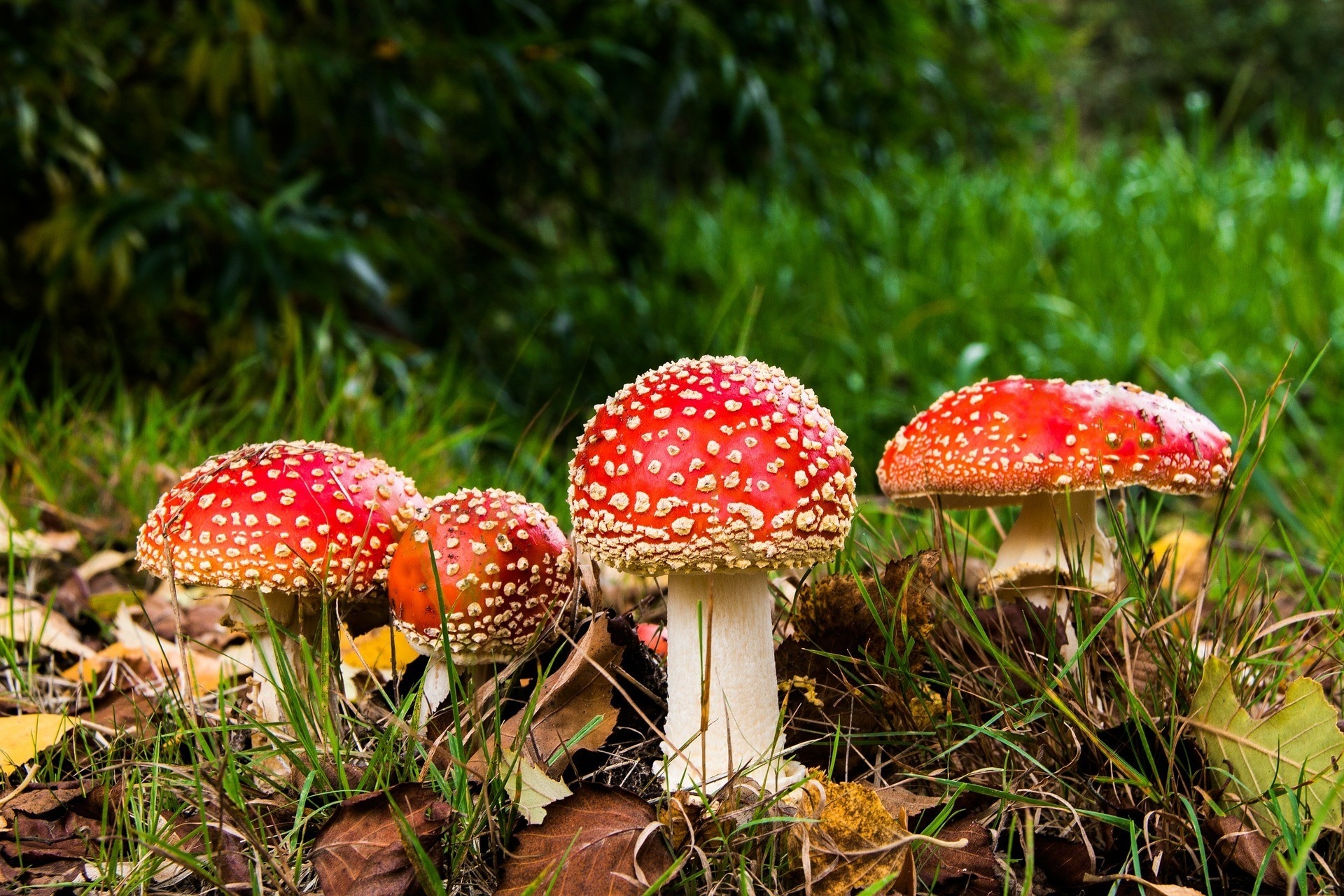 Amanita muscaria, Grass mushroom, HD wallpapers, Nature's scenery, 1920x1280 HD Desktop