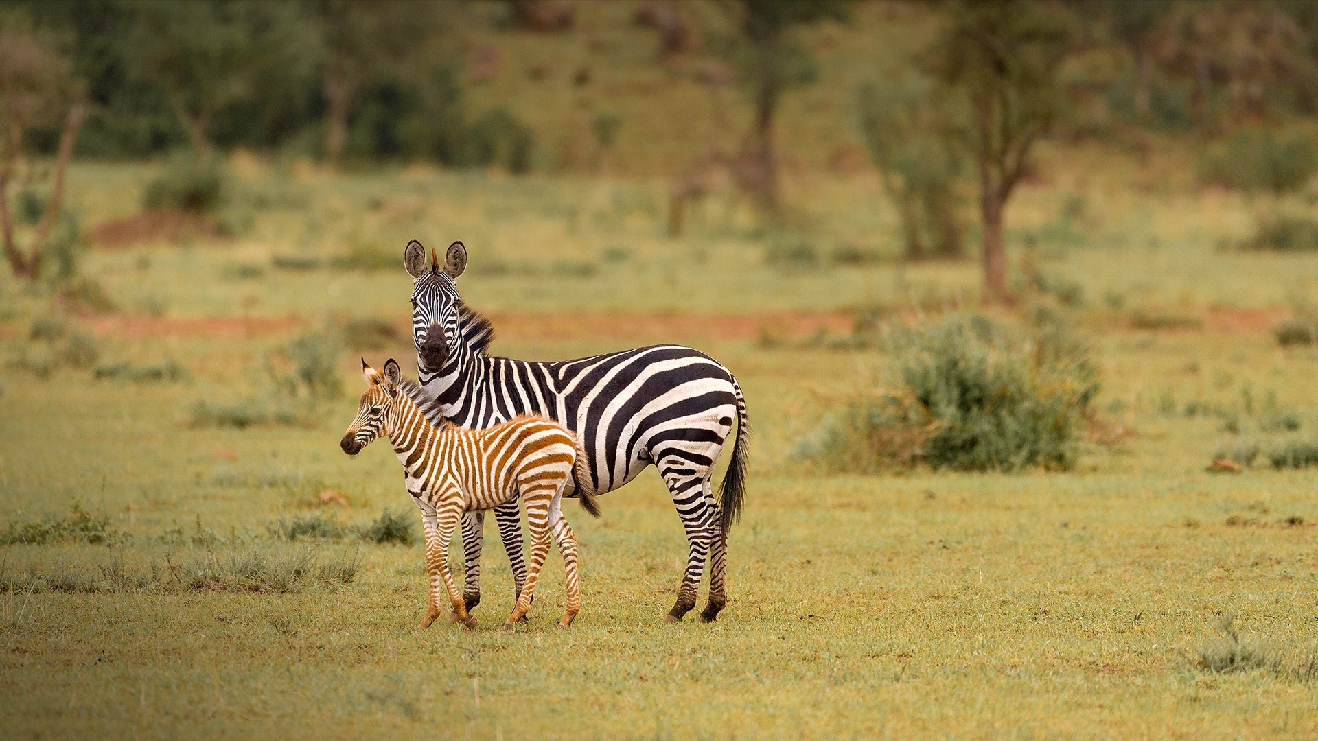 Zebras, Grumeti, Green Grass, Tanzania, 1920x1080 Full HD Desktop