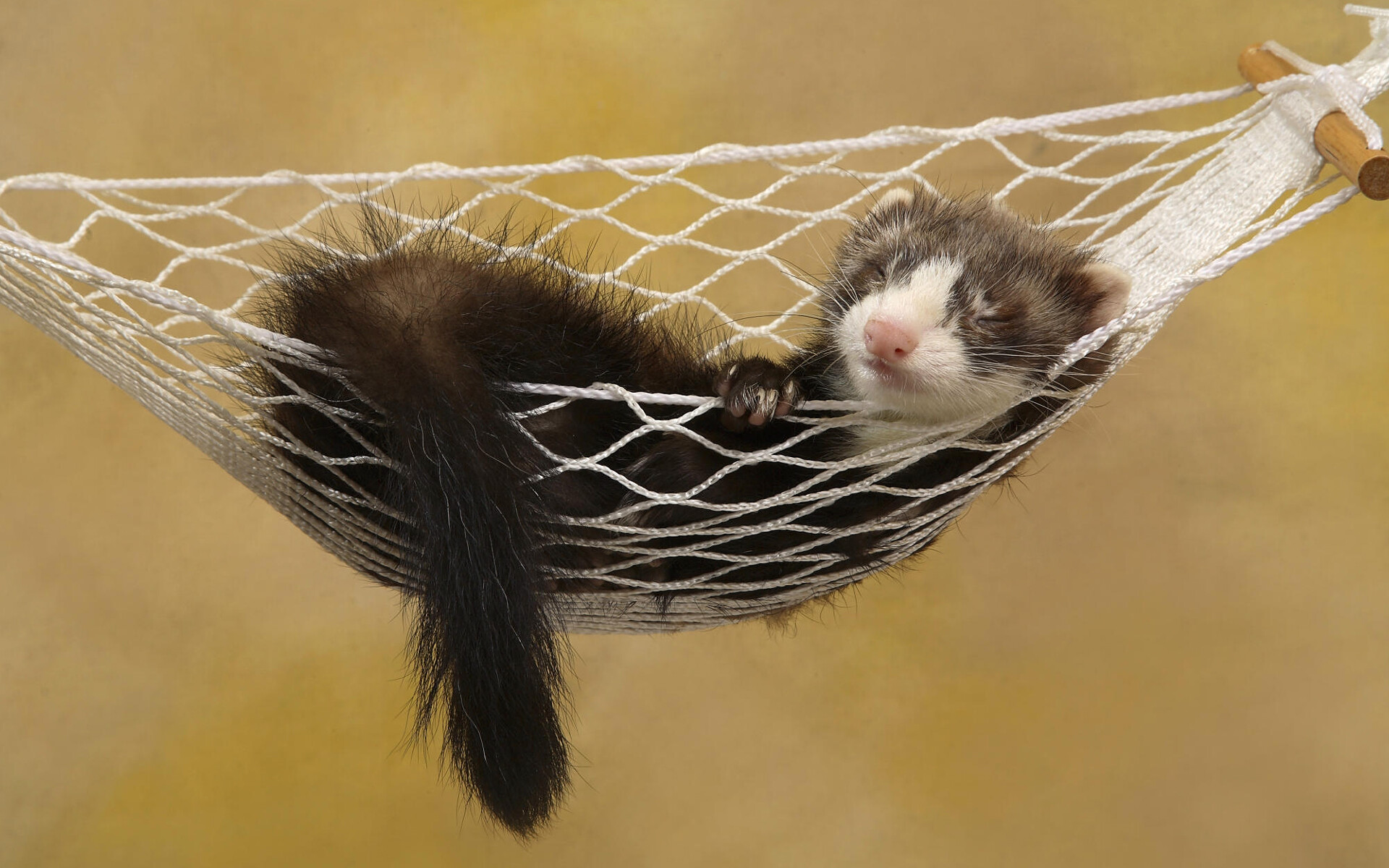 Sleeping, Ferrets Wallpaper, 1920x1200 HD Desktop