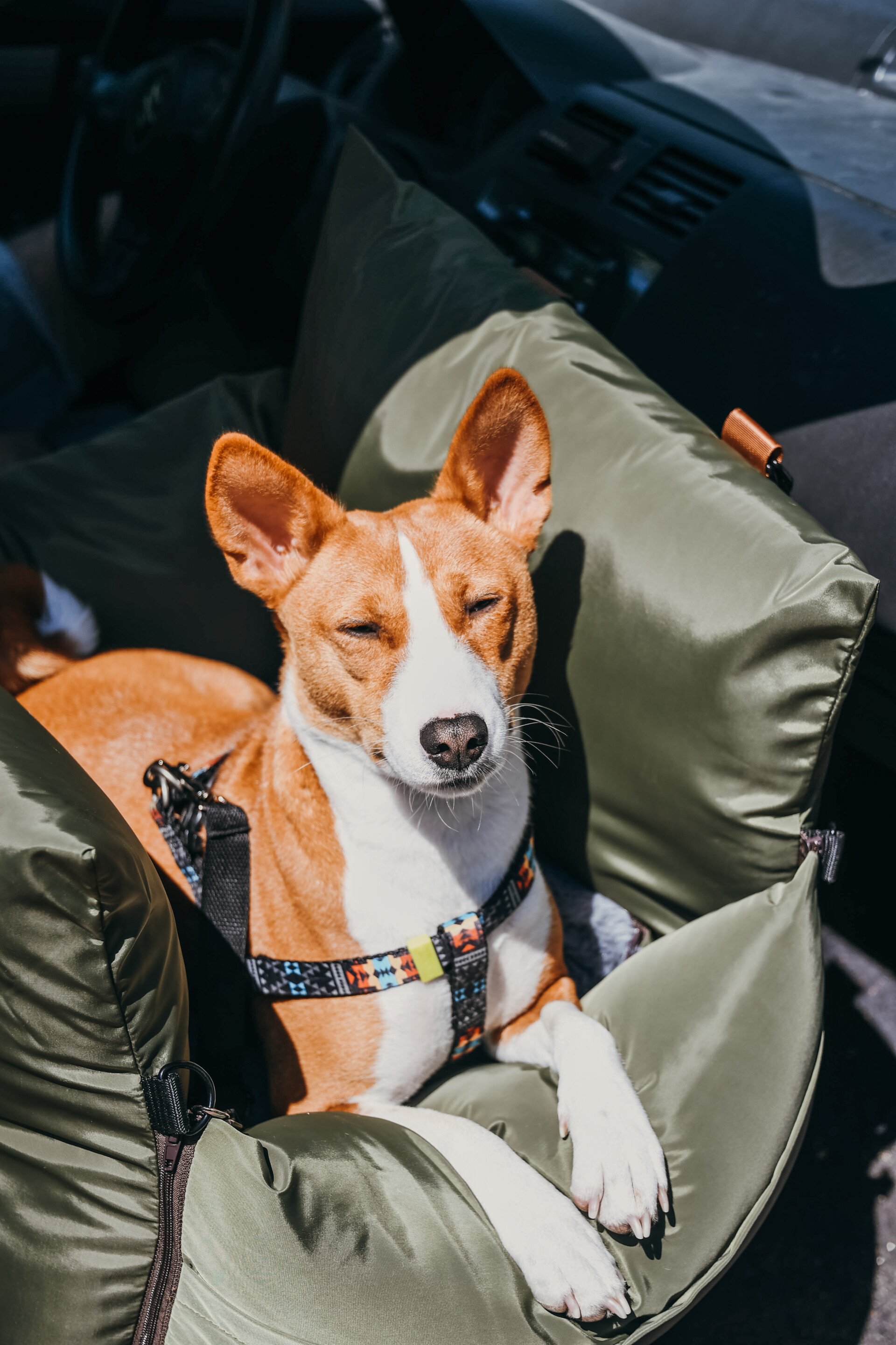 Basenji Dog, Car travelling tips, Safe transport, Llianne's advice, 1920x2880 HD Phone