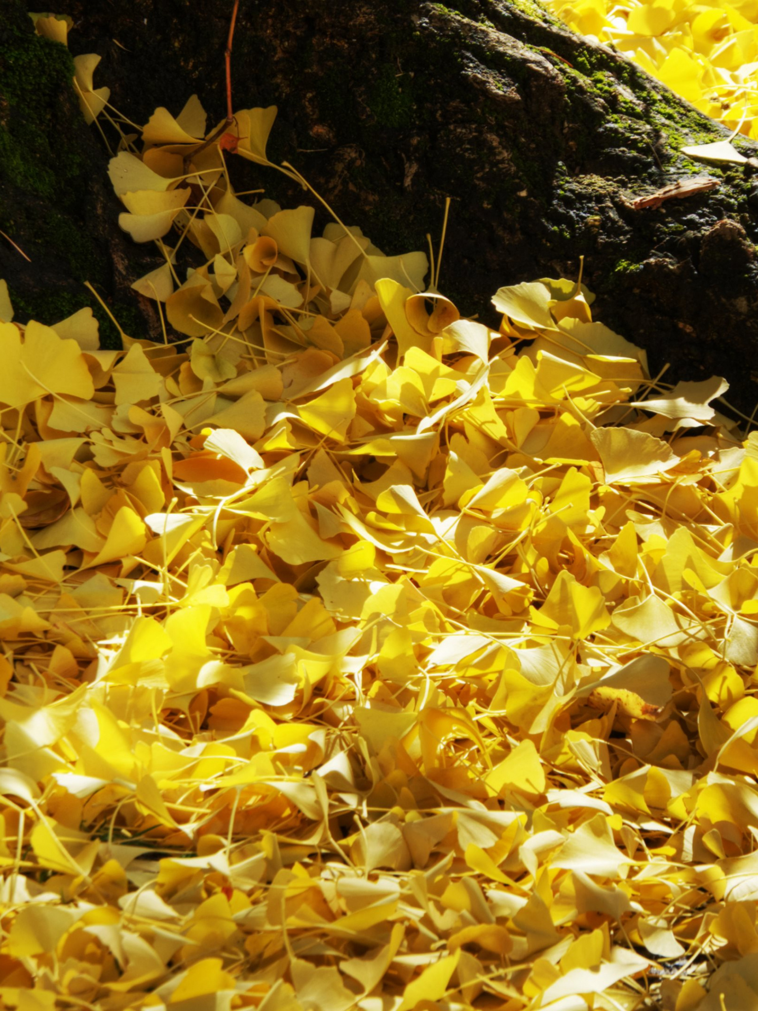 Ginkgo Biloba, Autumn fall, HD wallpapers, Vibrant colors, 1540x2050 HD Phone