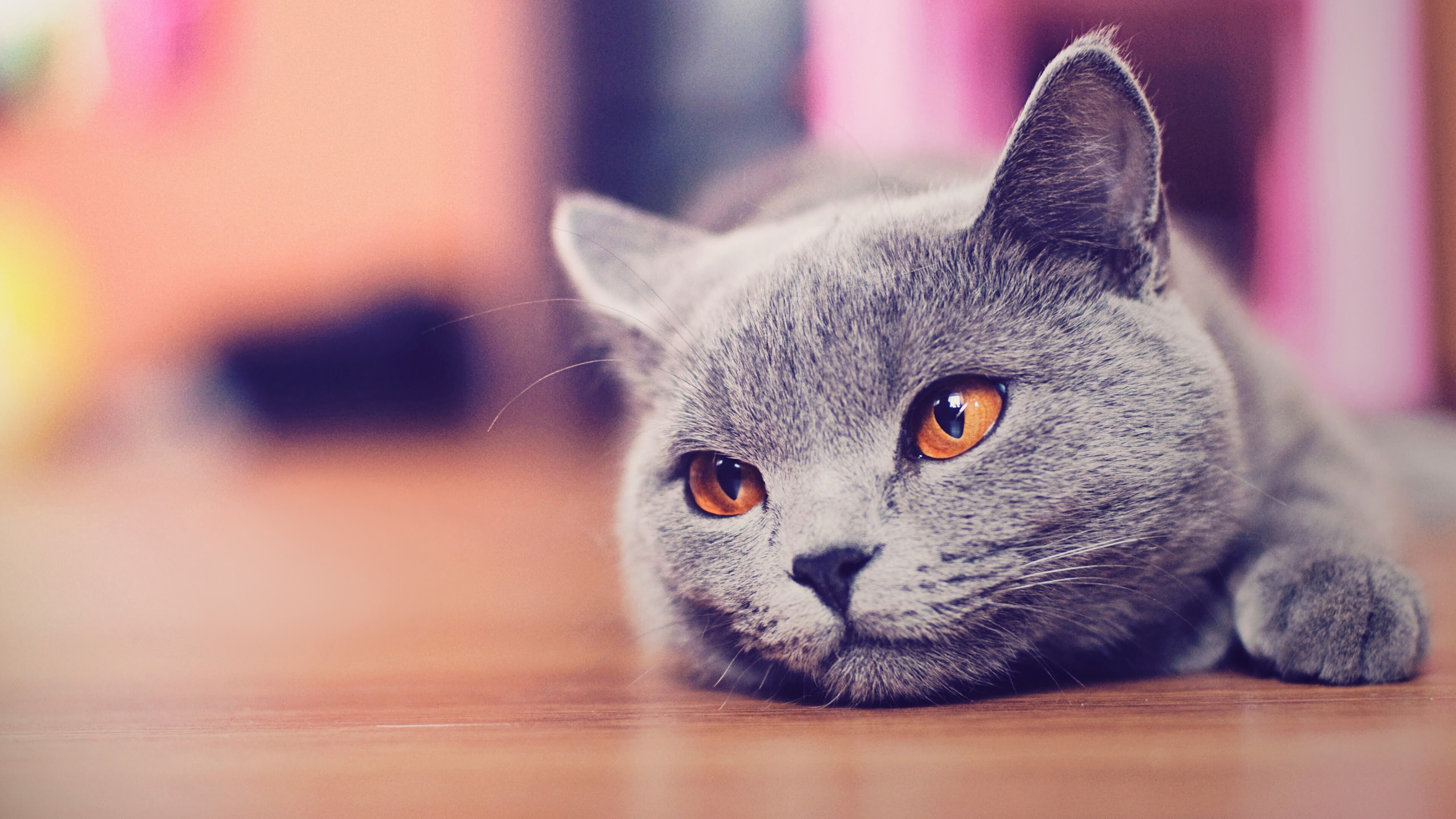 British Shorthair, Cats Wallpaper, 3840x2160 4K Desktop