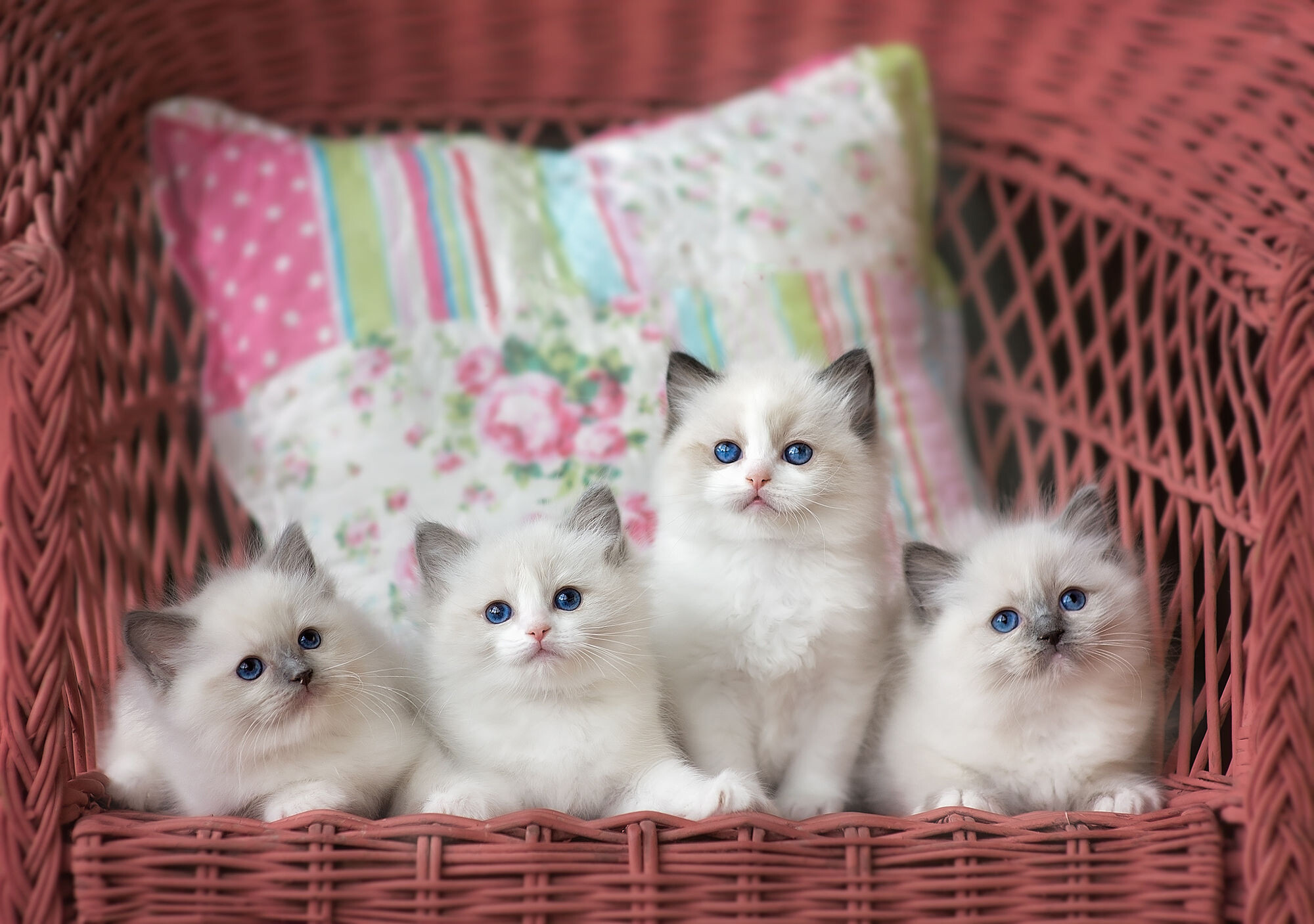 Siblings, Ragdoll Wallpaper, 2000x1410 HD Desktop