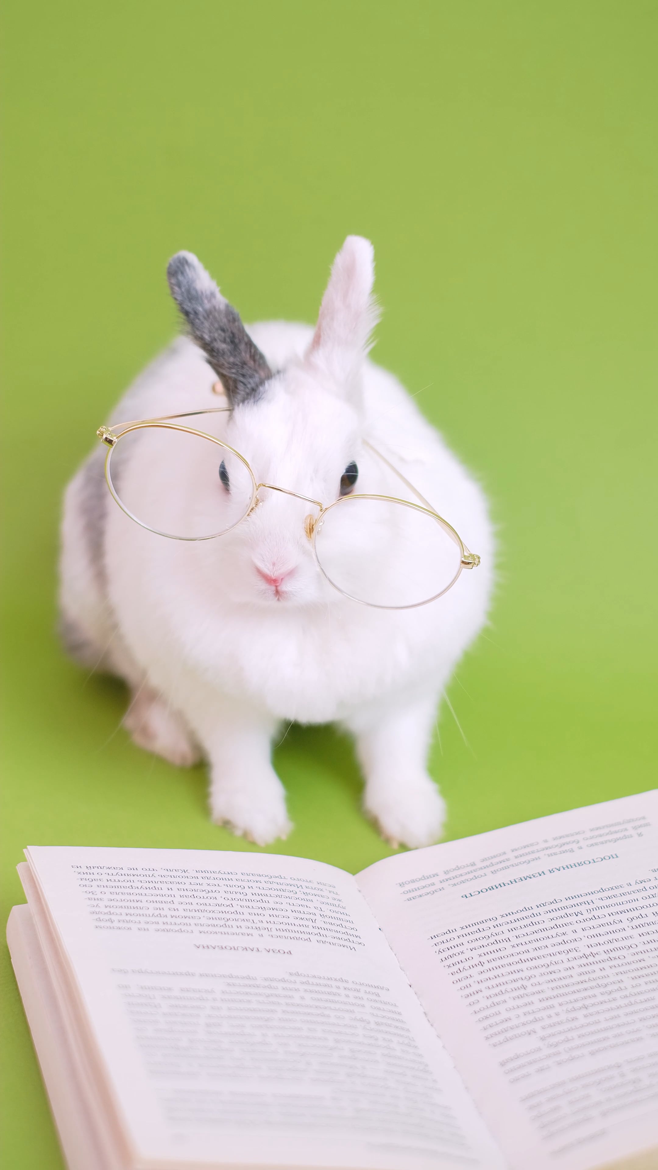 Cute bunny, Eyeglasses fashion, Free stock video, Animal cuteness, 2160x3840 4K Phone