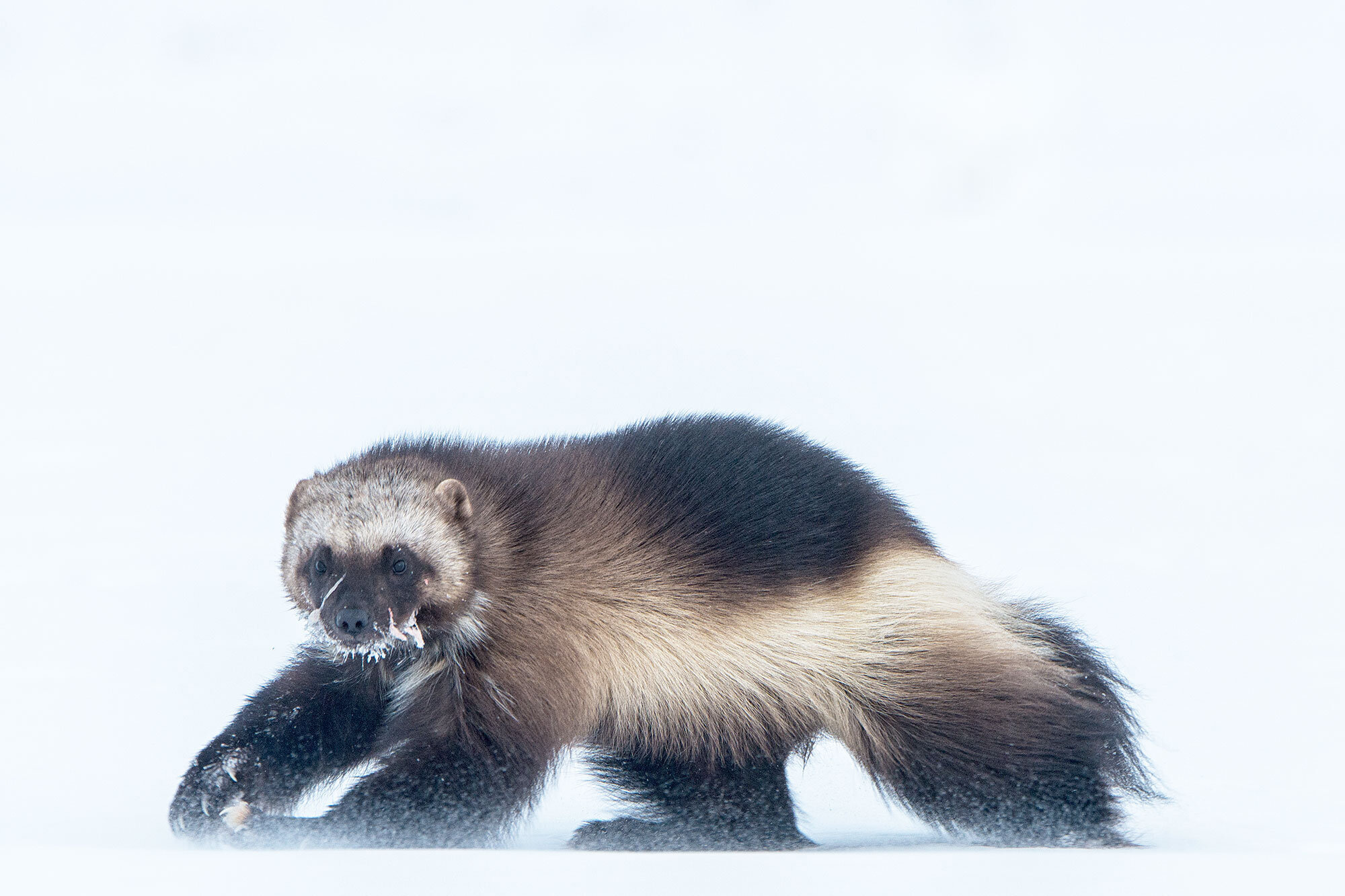 Arctic survivors, Climate change, Adapt to climate, Arctic survivors, 2000x1340 HD Desktop