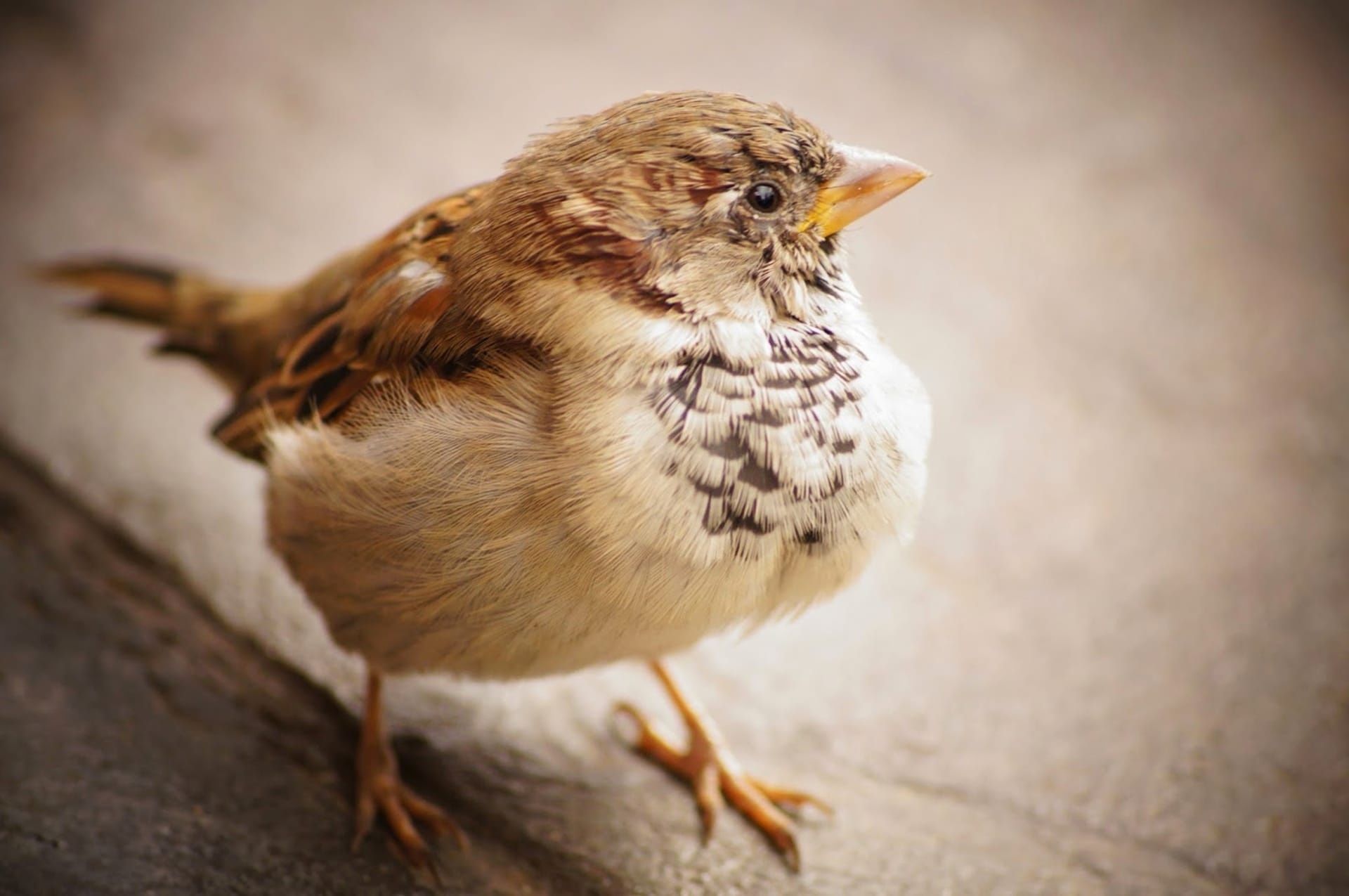 Feathered friend, Wild sparrow, Beak and feather, Wildlife photography, 1920x1280 HD Desktop