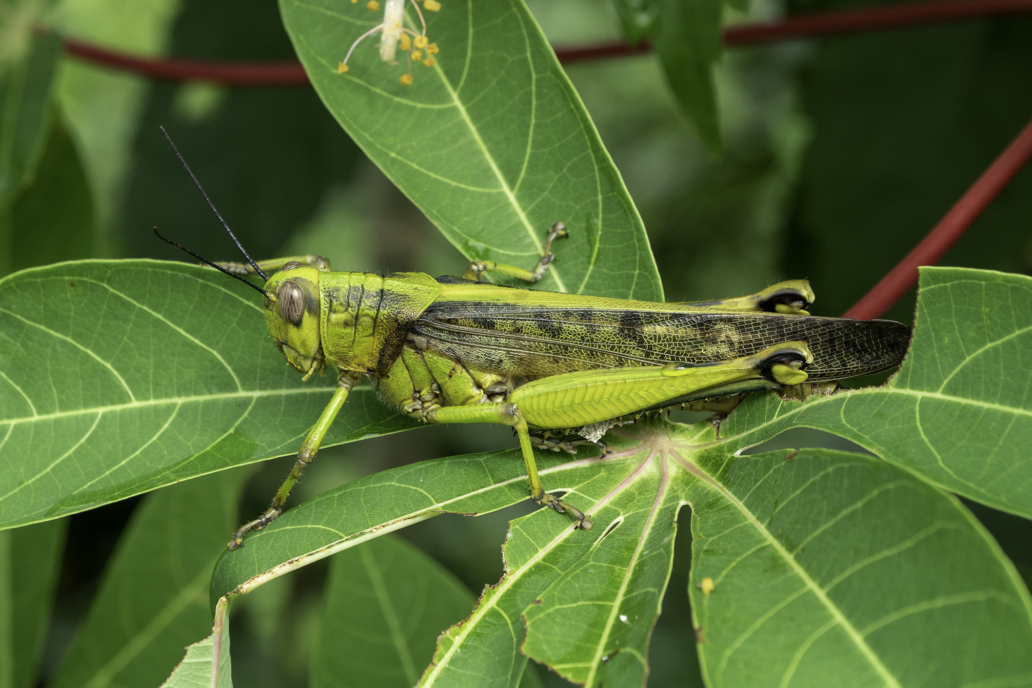 The Javanese, Grasshoppers Wallpaper, 2020x1350 HD Desktop