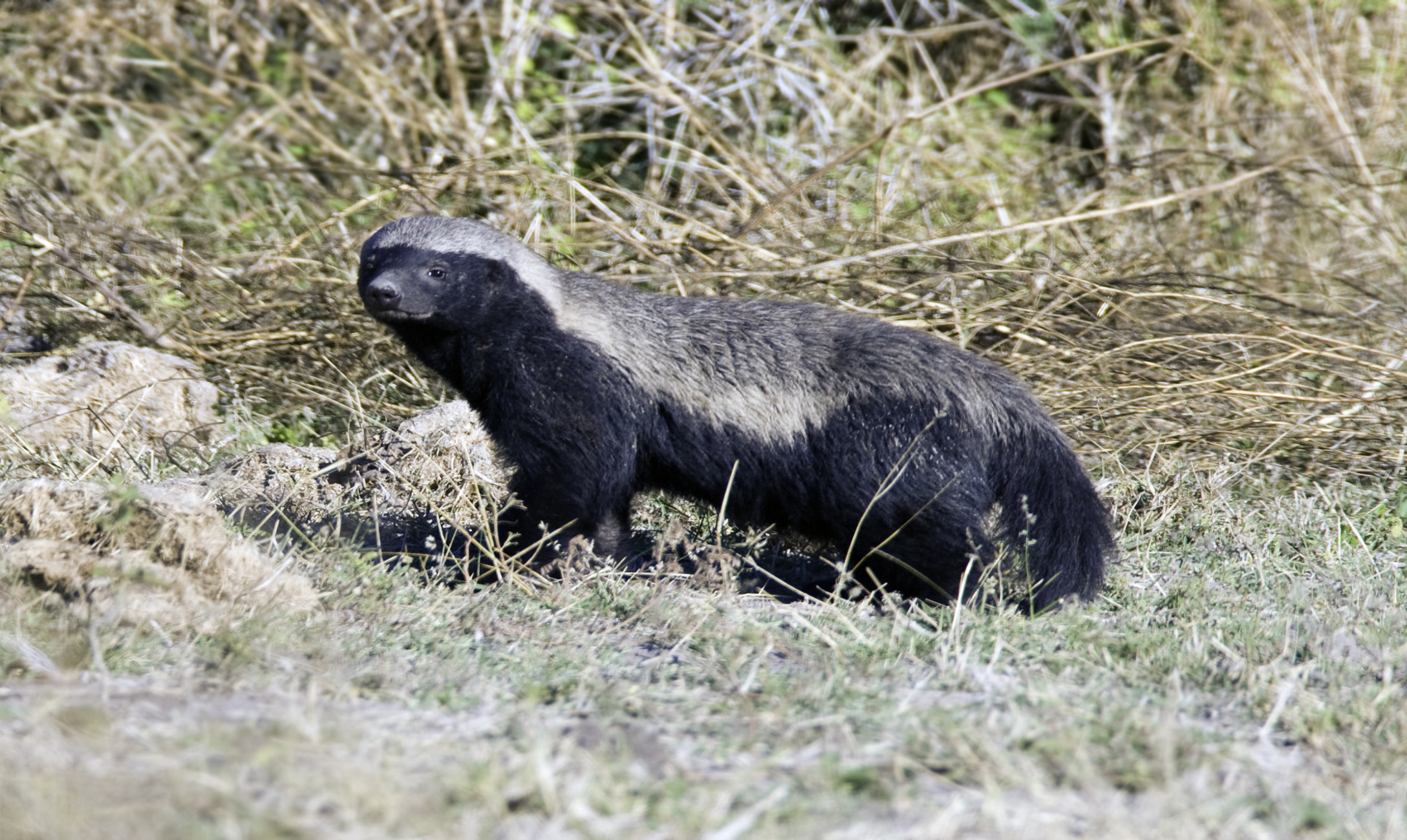 Honey Badger, Insulting nickname, Cafemom, 2180x1300 HD Desktop