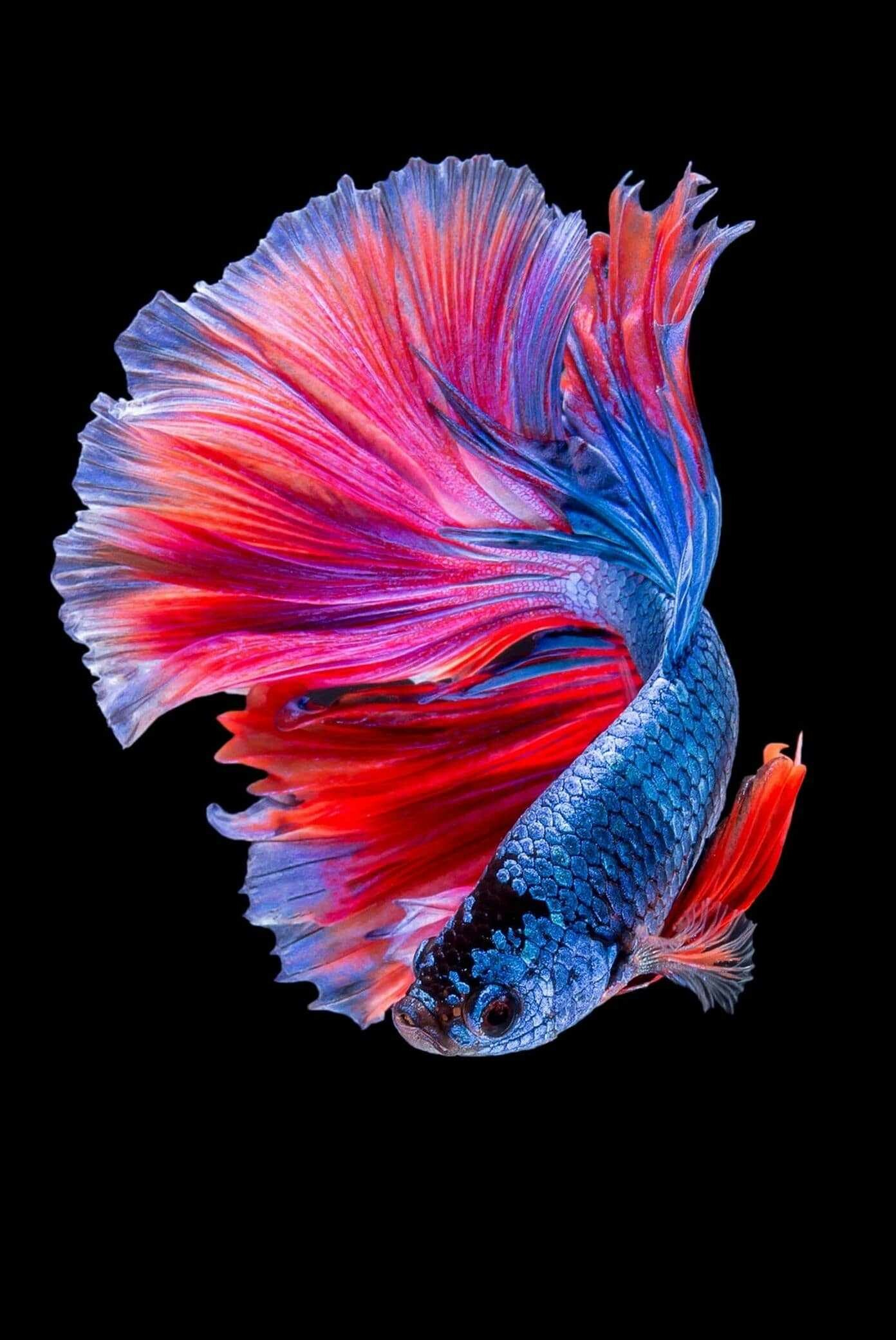 Fish wallpapers, Awesome HD collection, Underwater marvels, Tropical paradise, 1400x2090 HD Phone