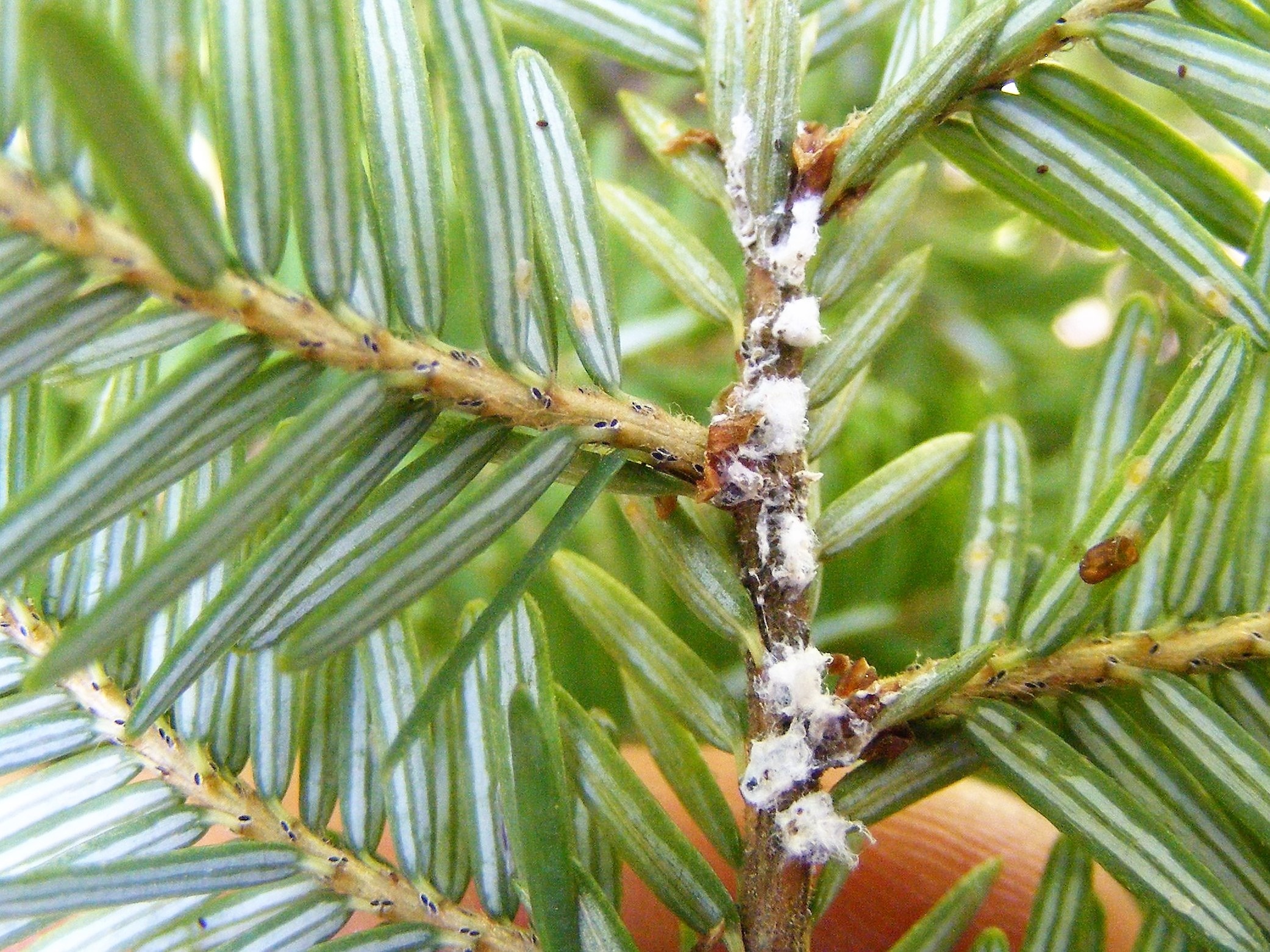 Tree damage, Hemlock woolly adelgid, Tree topics, Conservation efforts, 2090x1570 HD Desktop