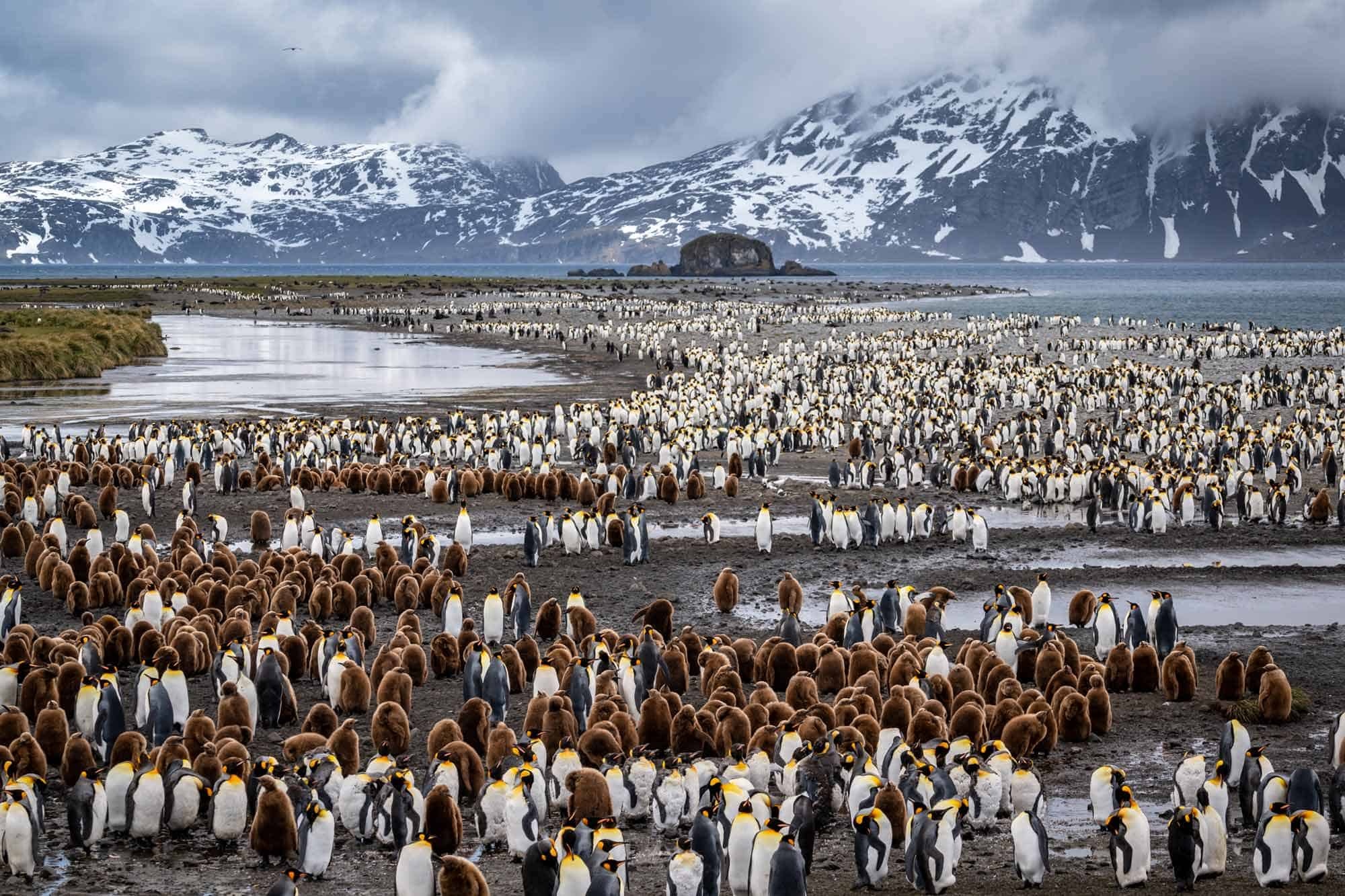 South Sandwich Islands, Remote wilderness, Untouched landscapes, Abundant wildlife, 2000x1340 HD Desktop