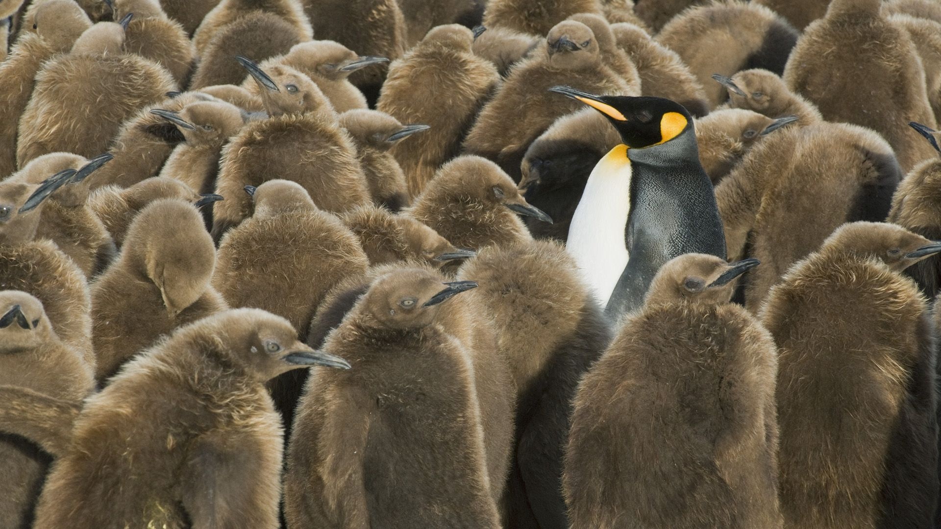 Animal kingdom, Emperor penguin, King penguin, Majestic beauty, 1920x1080 Full HD Desktop