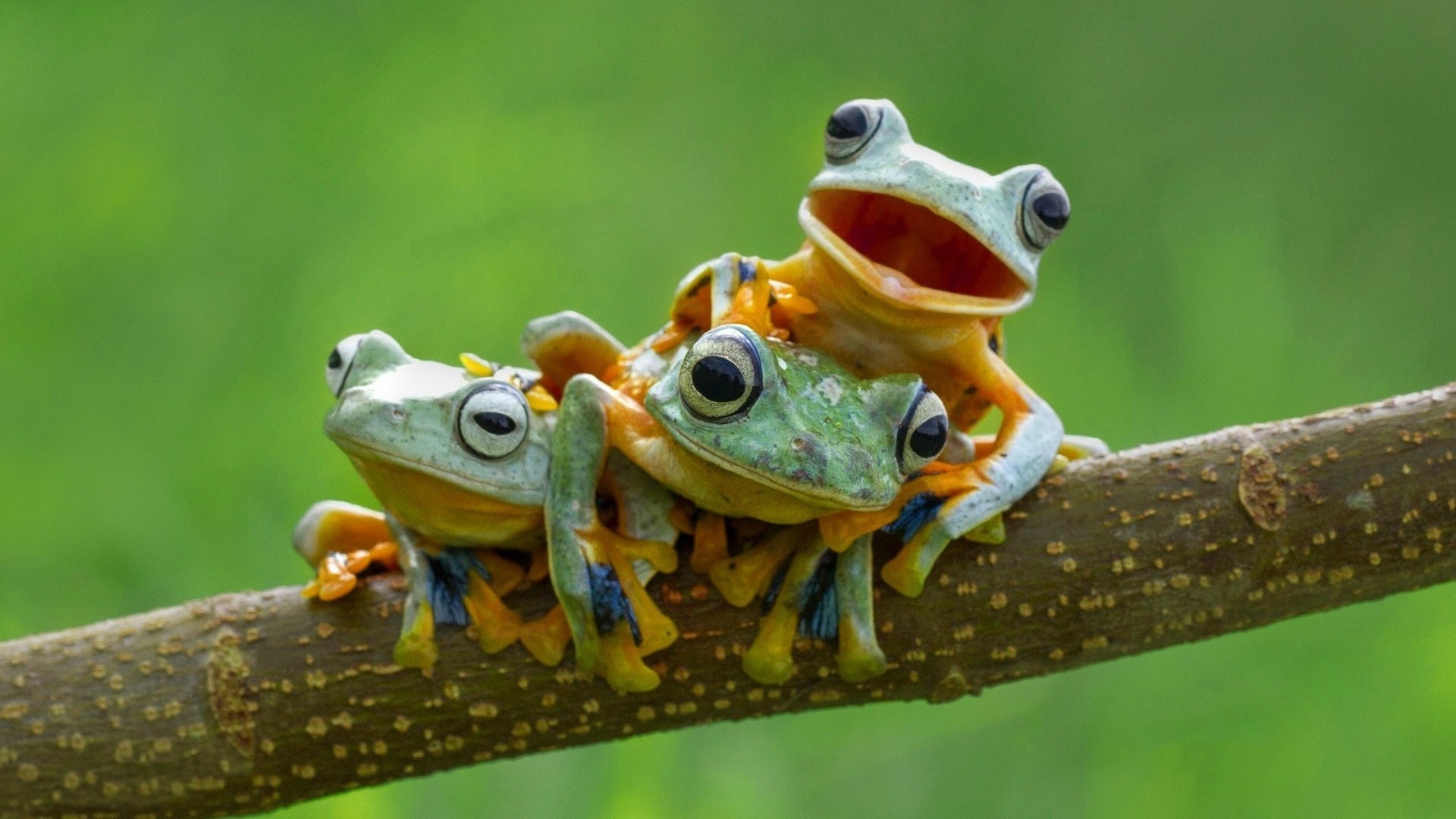 Frogs, Family Wallpaper, 1920x1080 Full HD Desktop