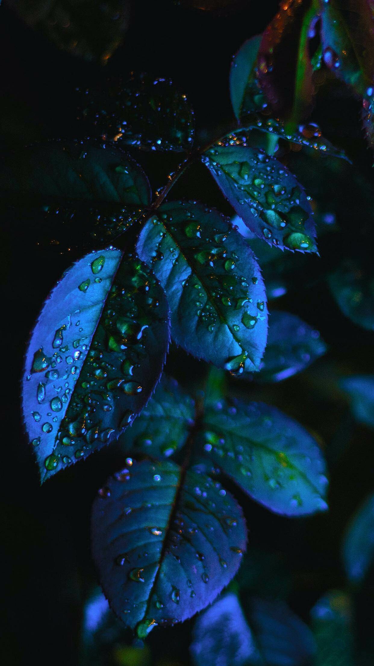 Leafy iPhone wallpapers, Plant aesthetics, Nature's artwork, Beautiful foliage, 1250x2210 HD Phone