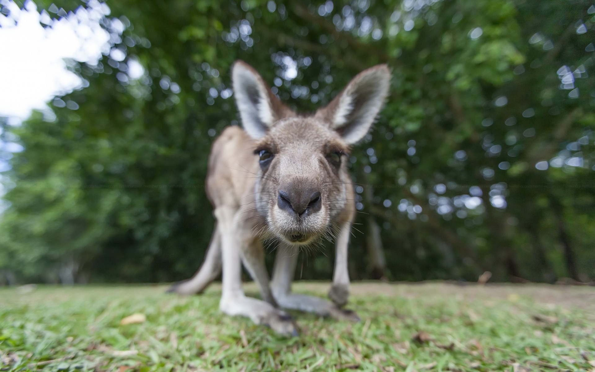 Small animal Australia, Wildlife forest, High-quality HD pictures, Wallpapers, 1920x1200 HD Desktop