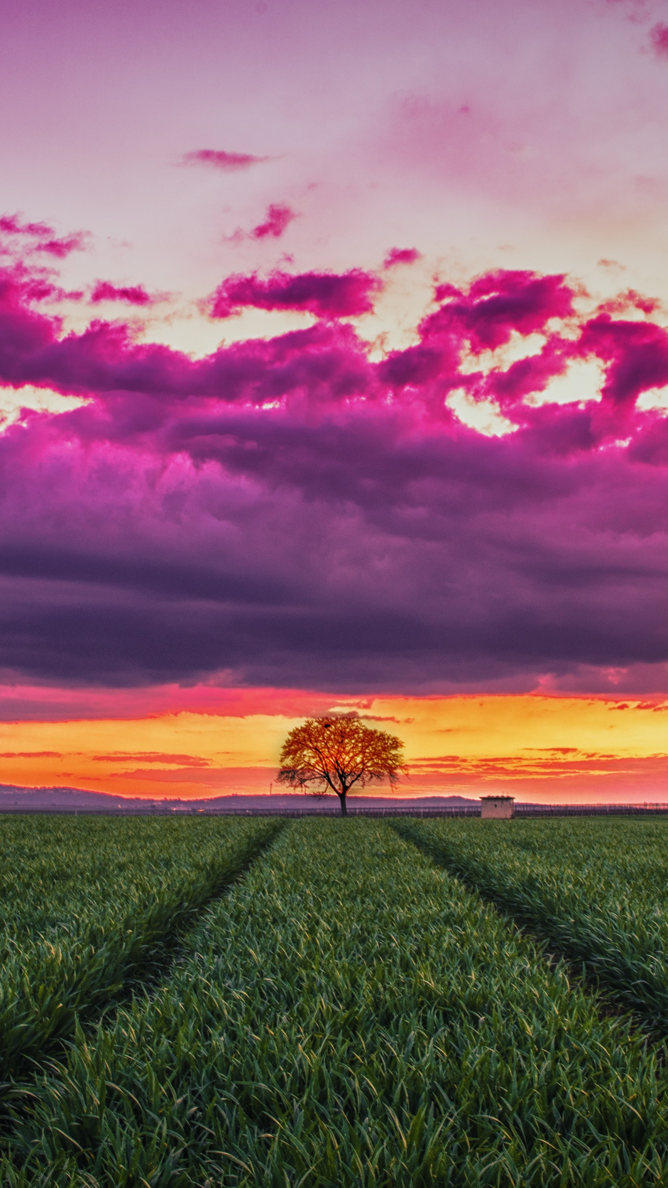 Field, Grass Wallpaper, 2160x3840 4K Phone